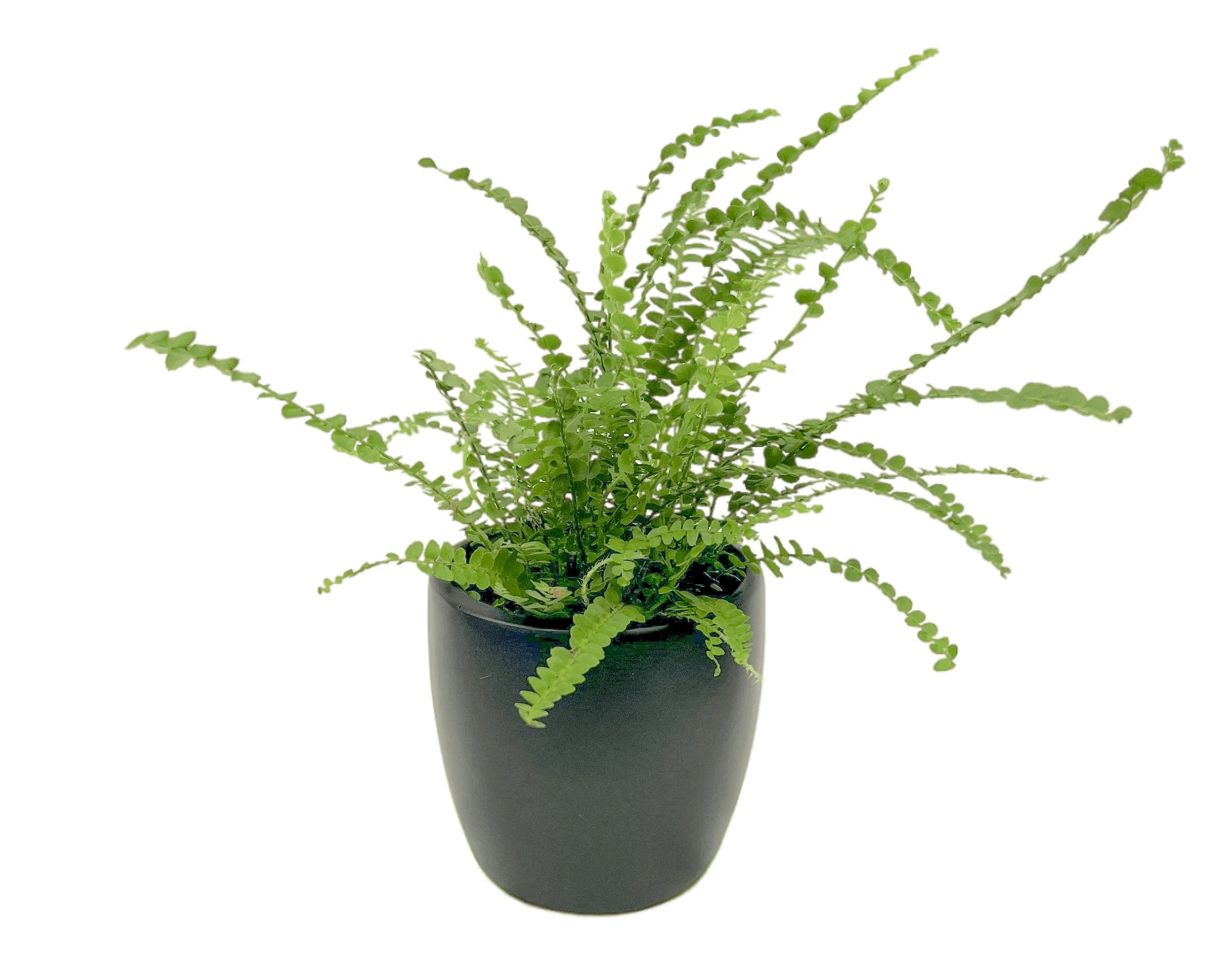 A potted green fern plant with many fronds in a black pot.