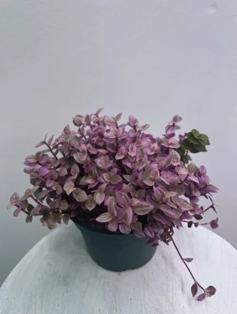 4" tradescantia pink panther - $6.75