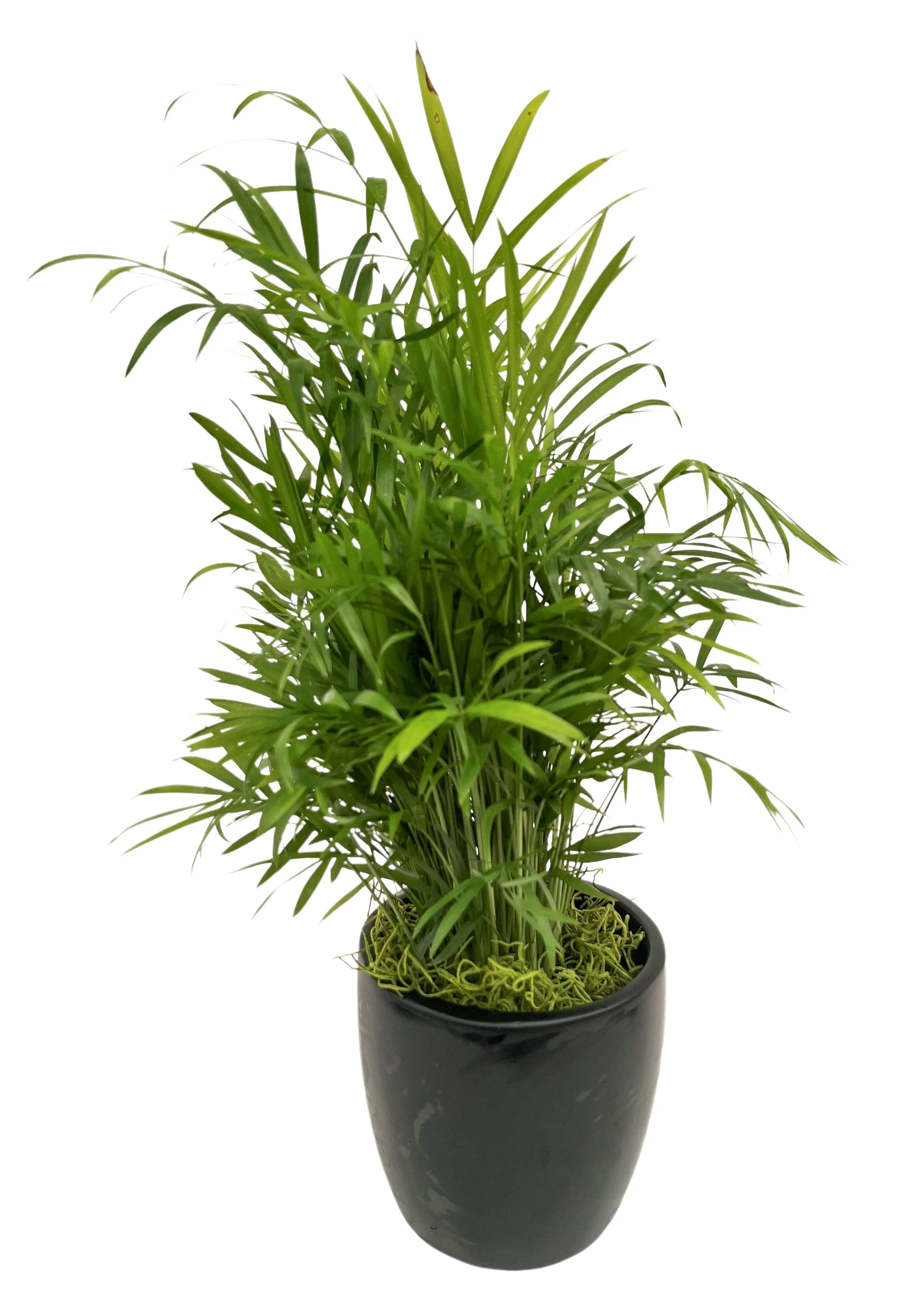 Potted green plant with long, narrow leaves in a black vase on a white background.
