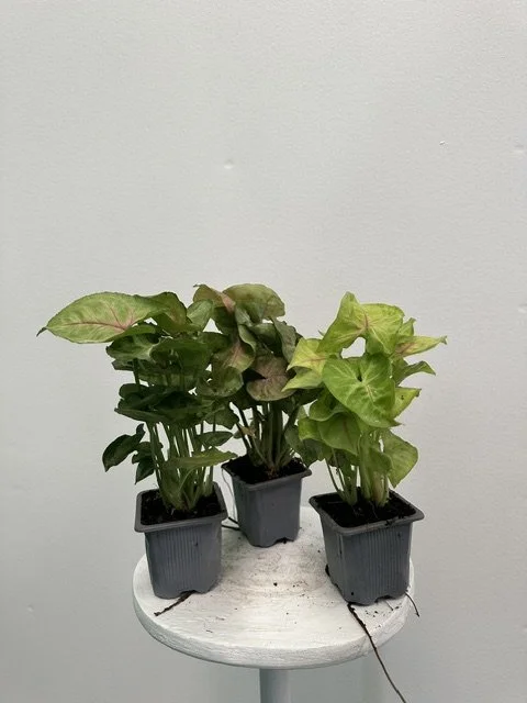 3" syngonium - $3.75