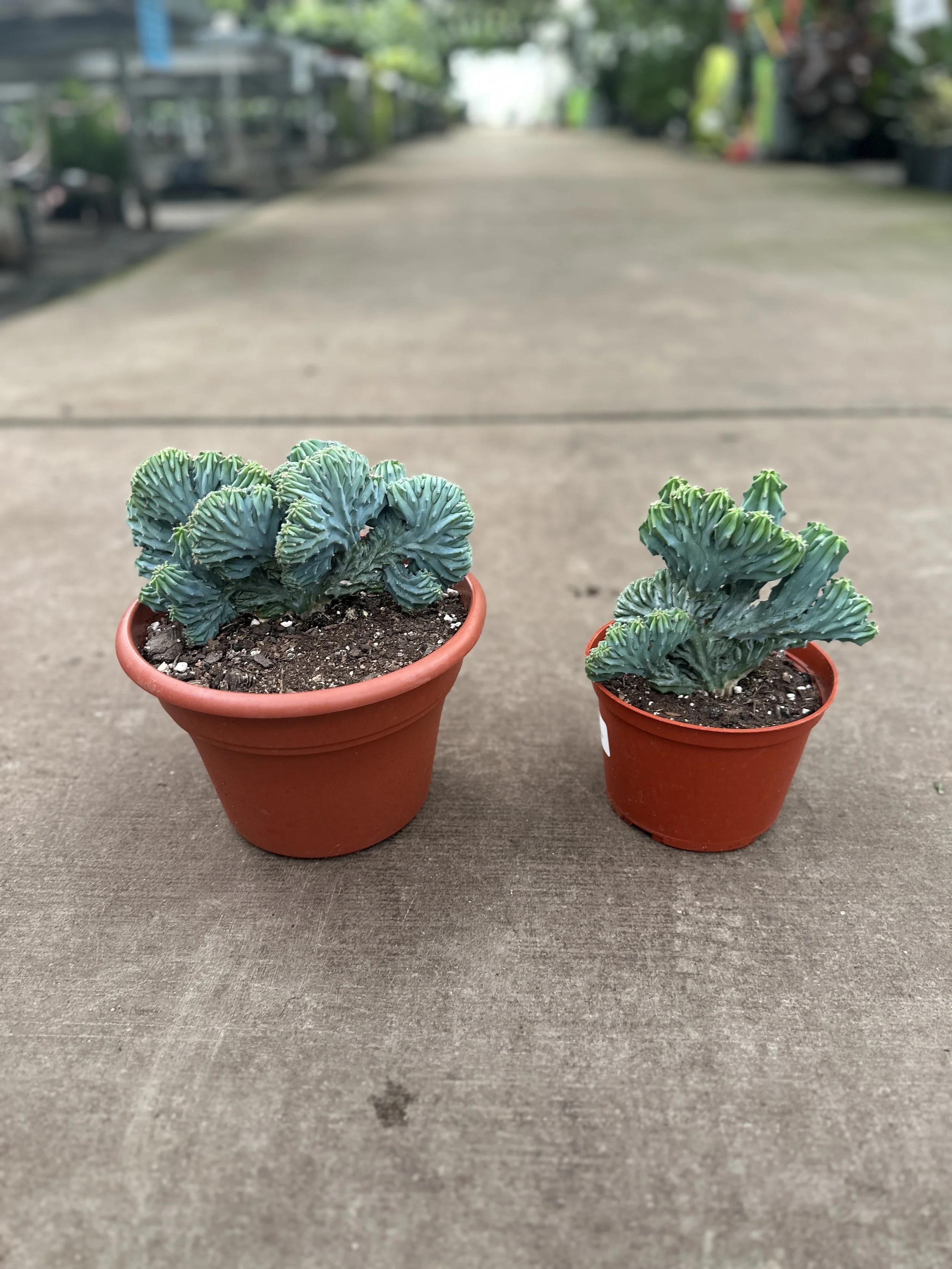 6" & 8" cactus blue crested (myrtillo geometrizen crest) - 6"-$11.84 , 8"-$27.05
