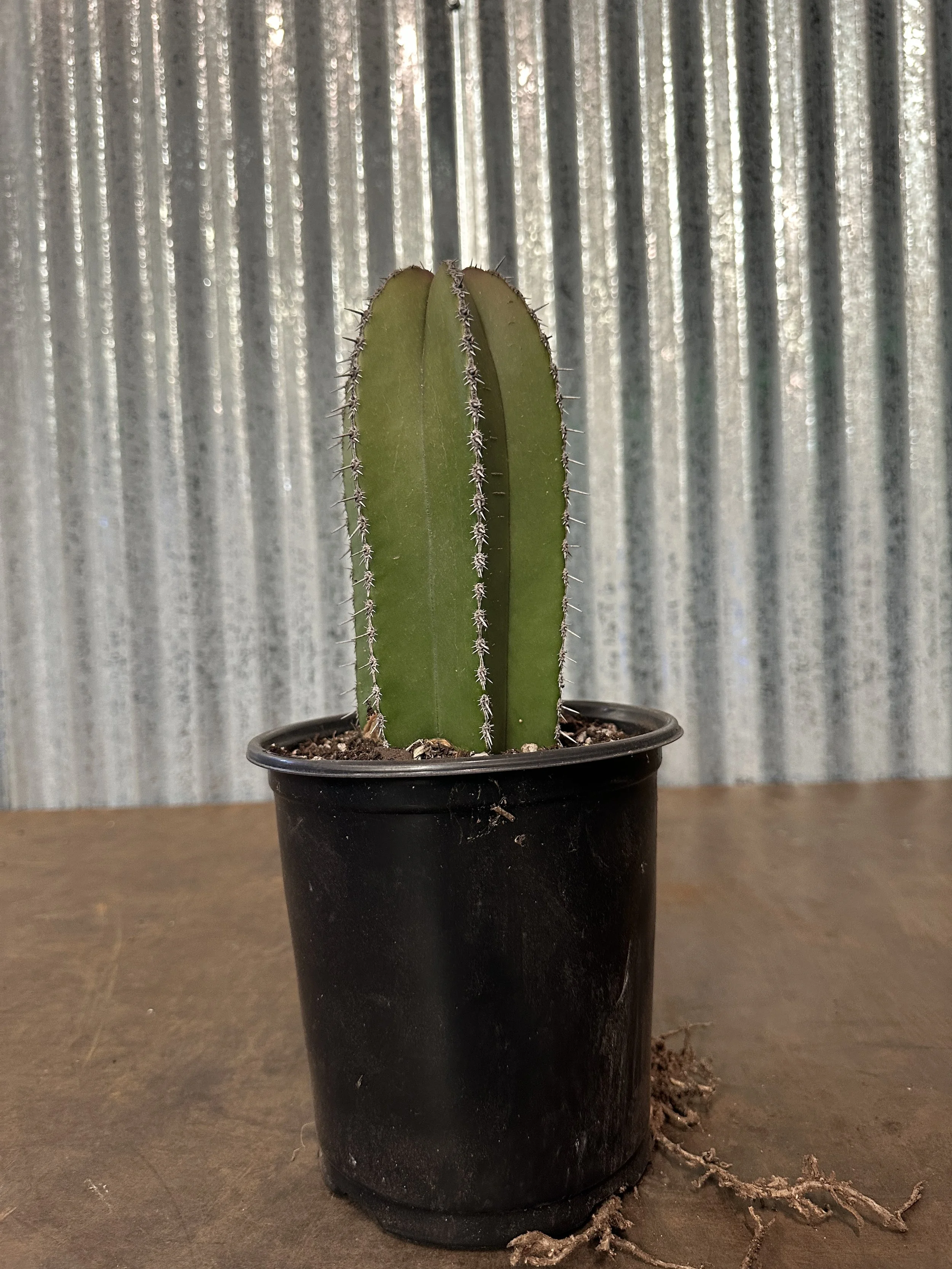 1gal mexican fence post - $15.75