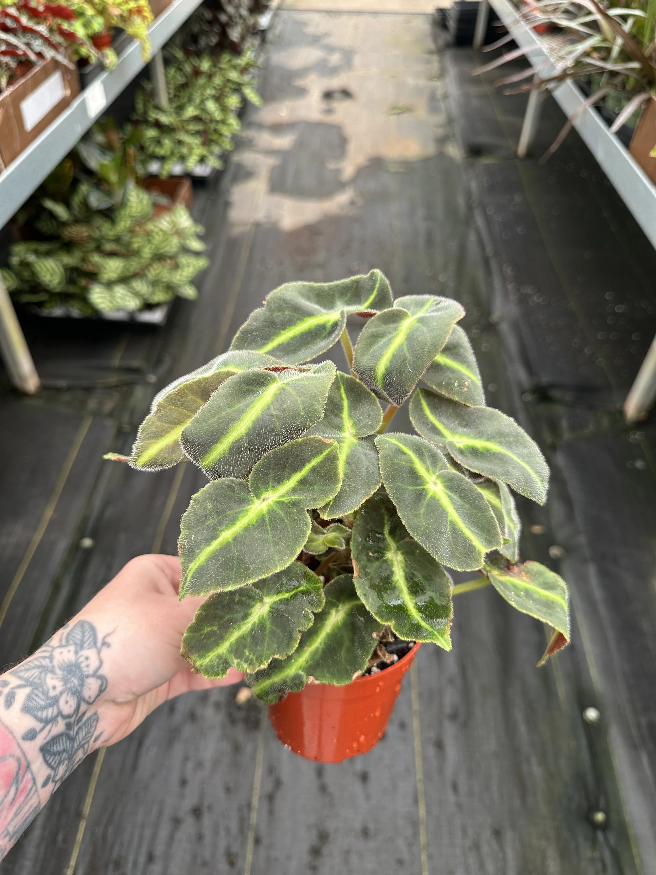 4" begonia striped - $10.18