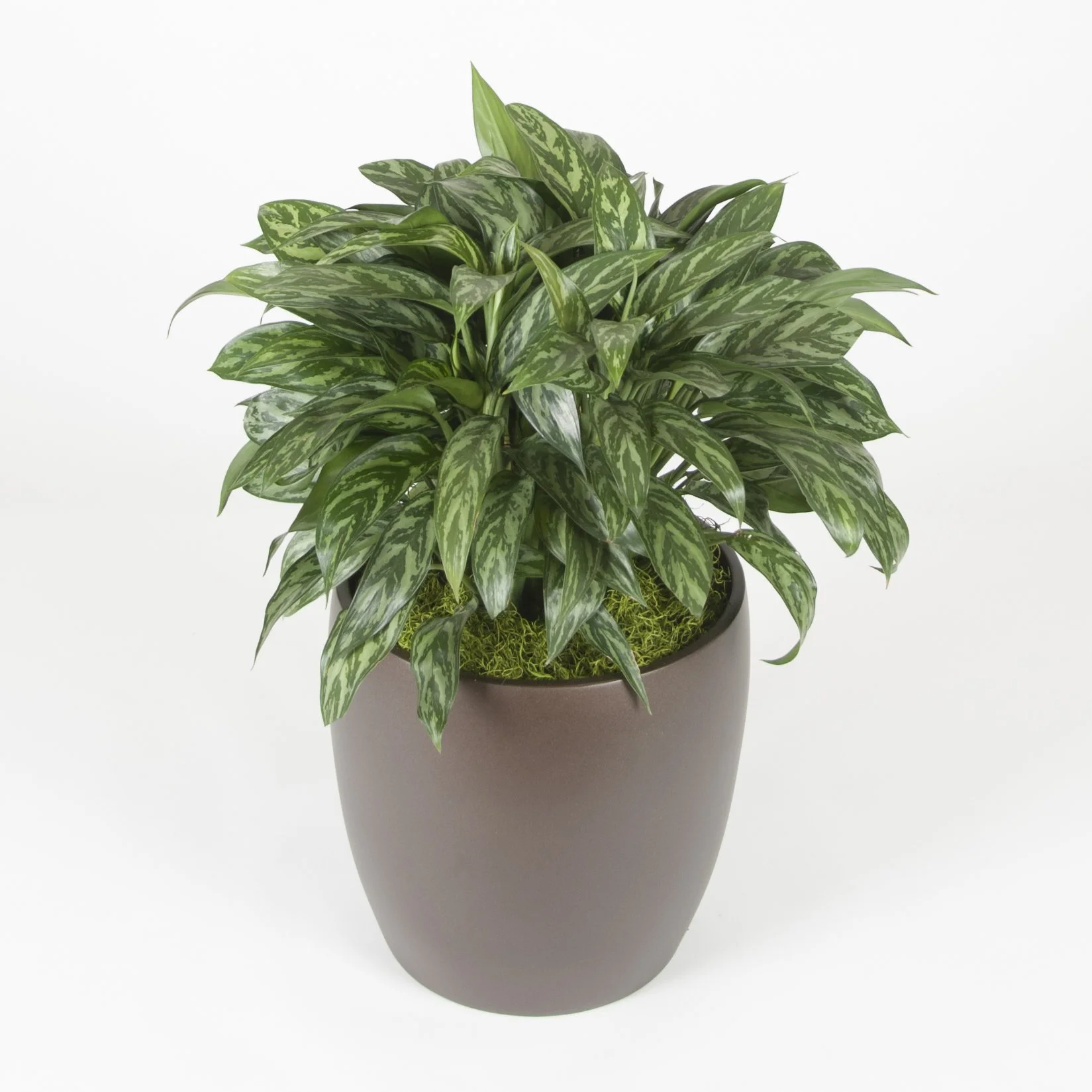 A potted green houseplant with variegated leaves in a simple grayish-brown pot.