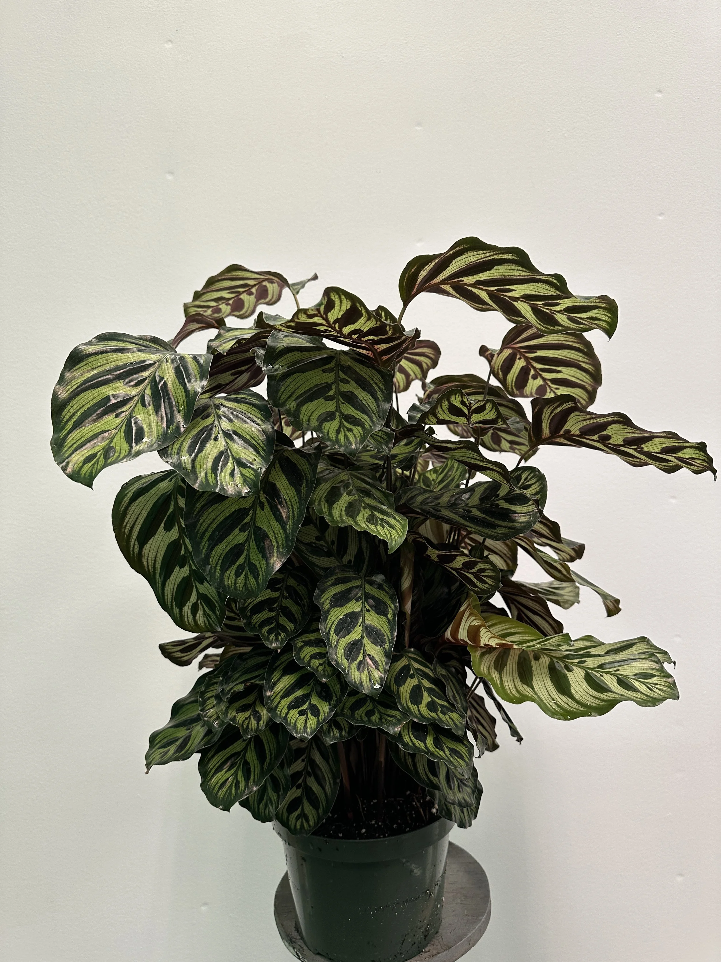 8" calathea makoyana - $37.50