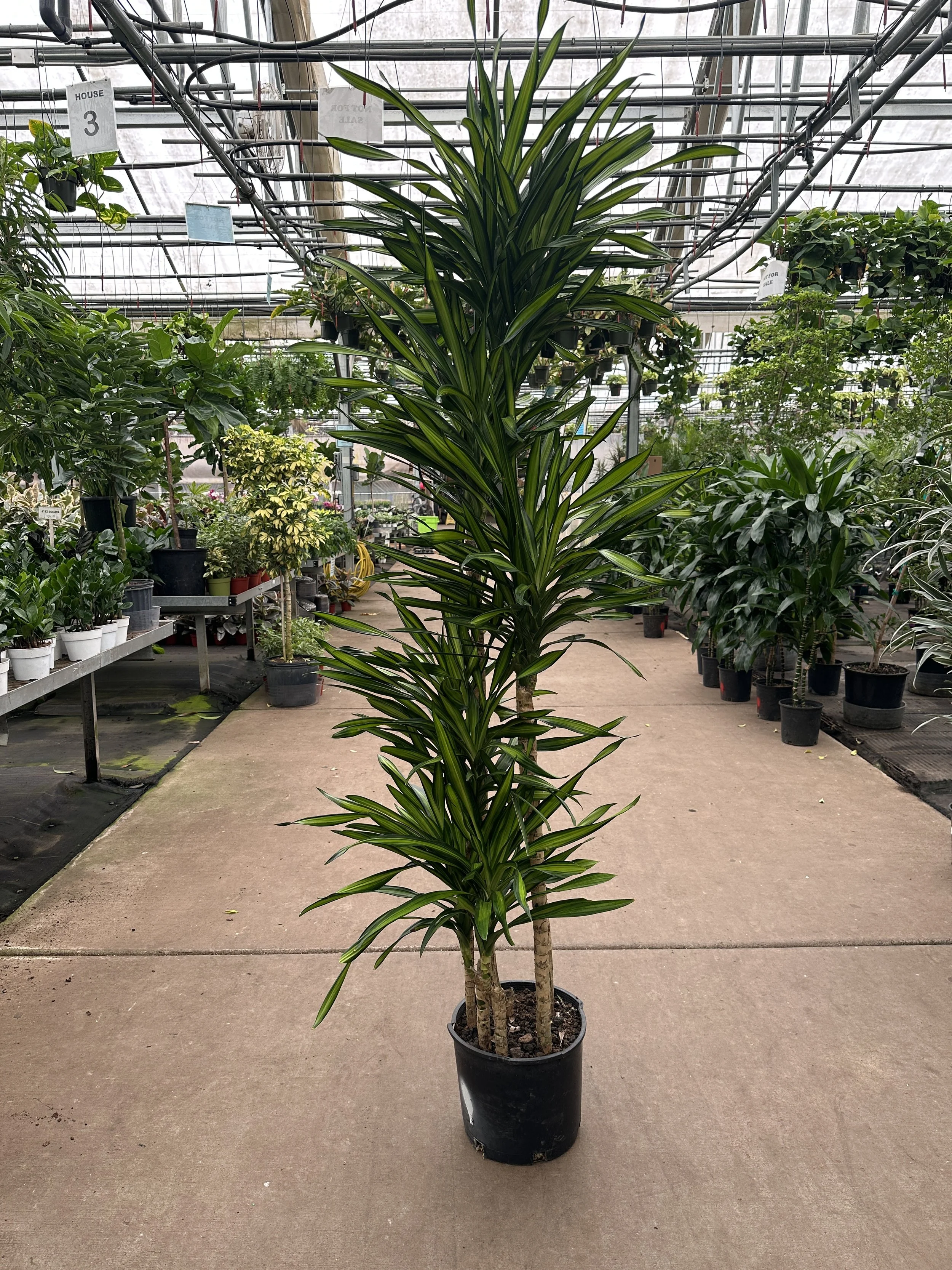 12" dracaena rikki - $188.28