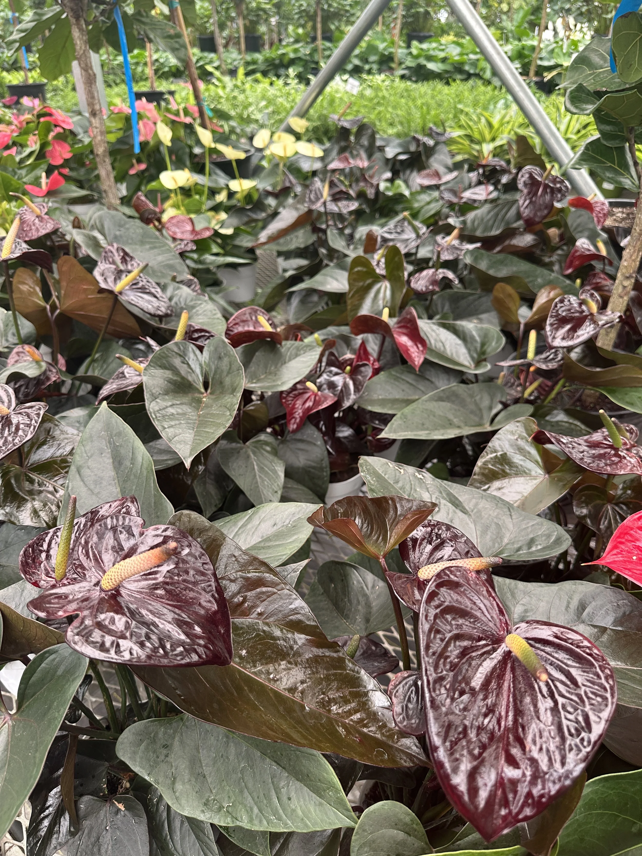 6" anthurium black - $17.50