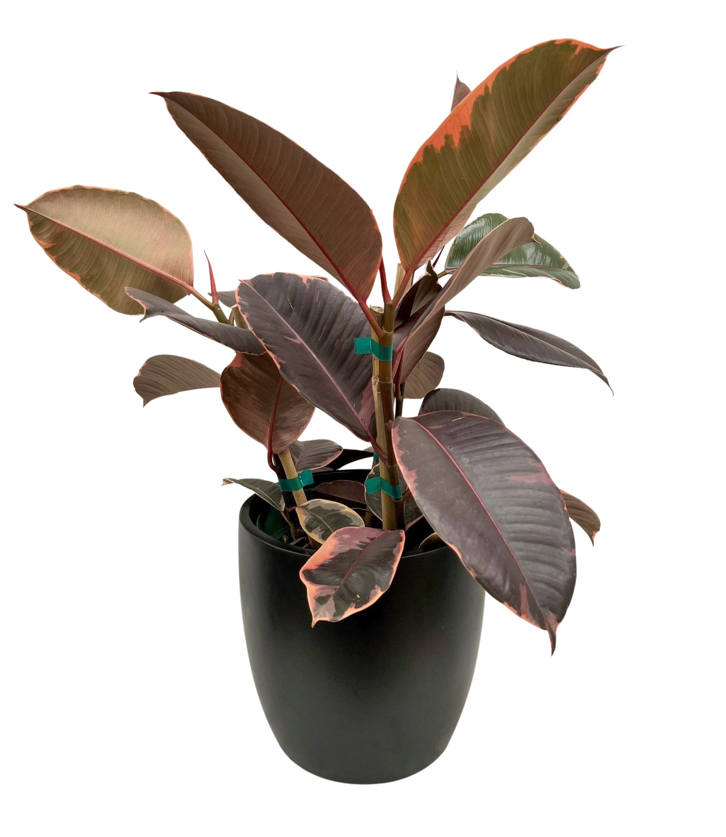 A potted rubber plant with large, elongated leaves that are dark green on top and red on the underside, placed in a black pot against a white background.