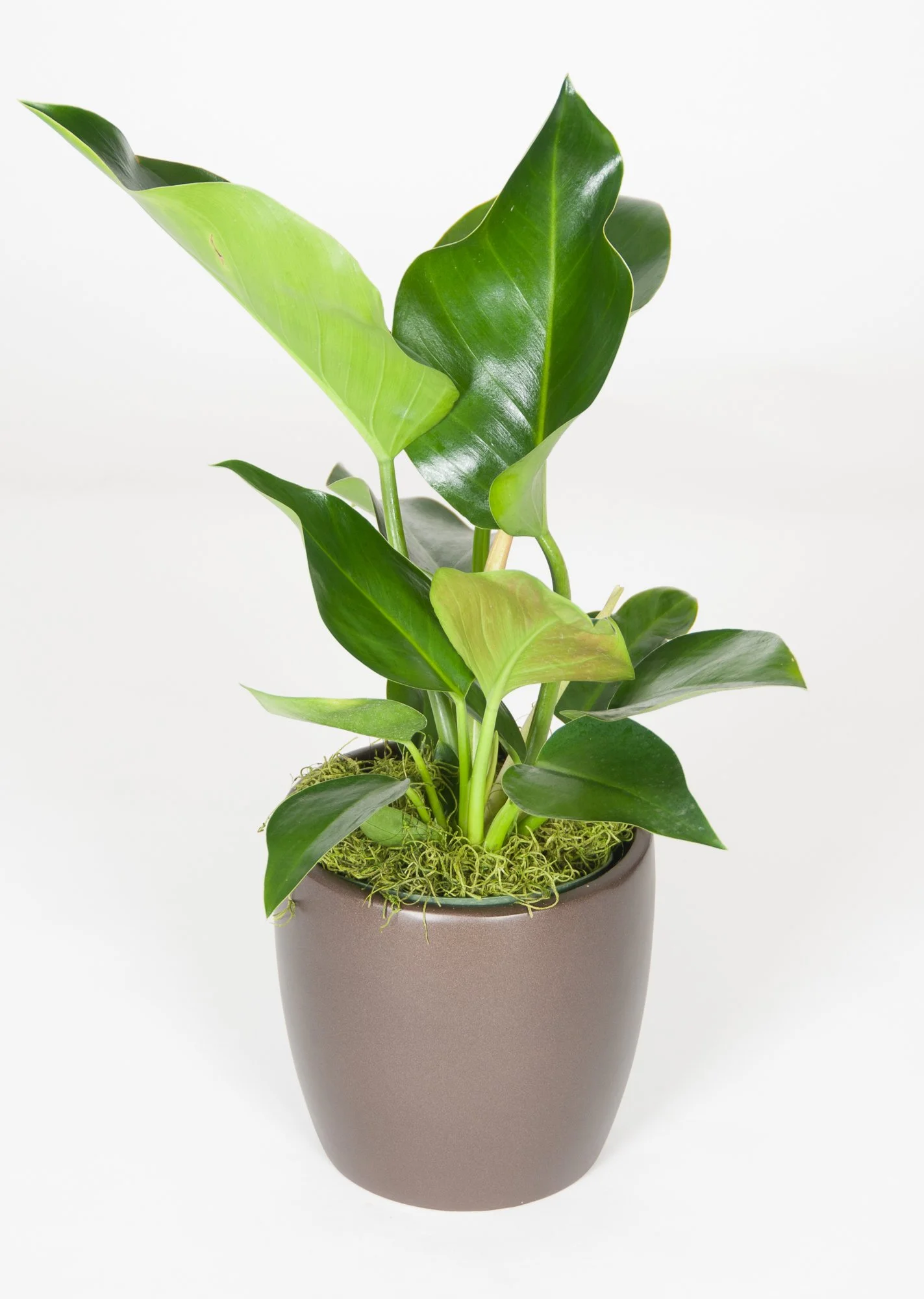 A potted green houseplant with large, glossy leaves in a dark brown ceramic pot against a white background.