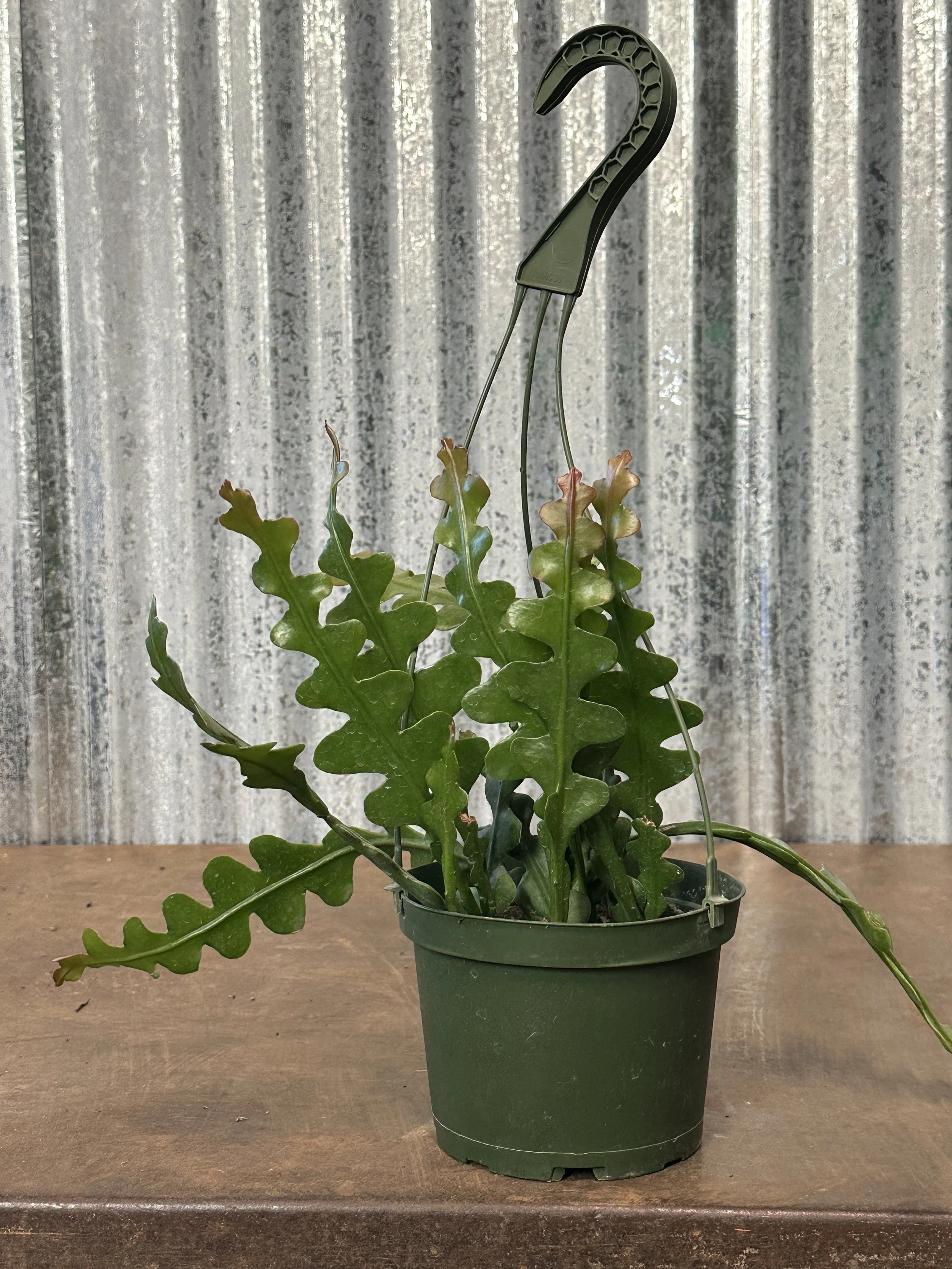 6" ric rac cactus - $19.46