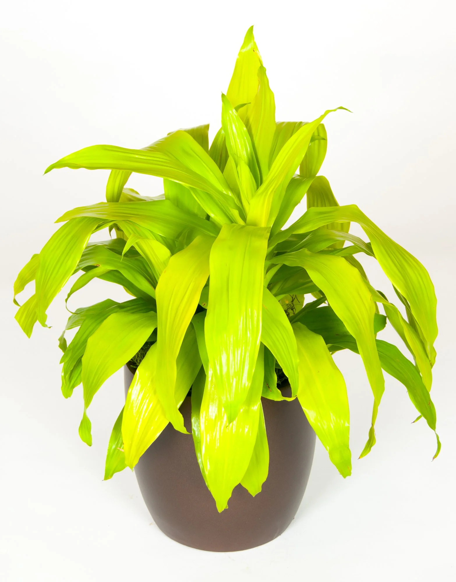 Yellow and green houseplant with long, broad leaves in a dark gray pot on a white background.
