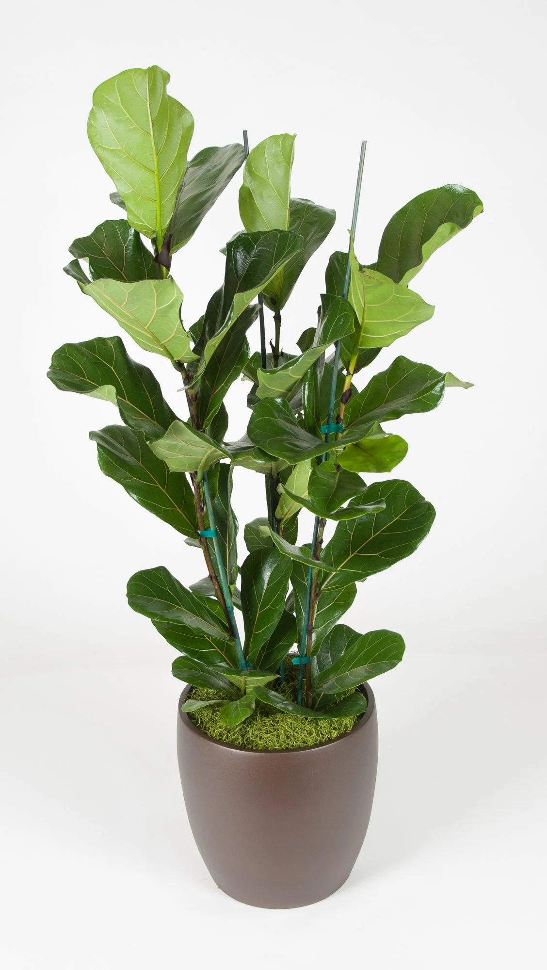 Indoor potted fiddle leaf fig plant with large green leaves in a gray pot.