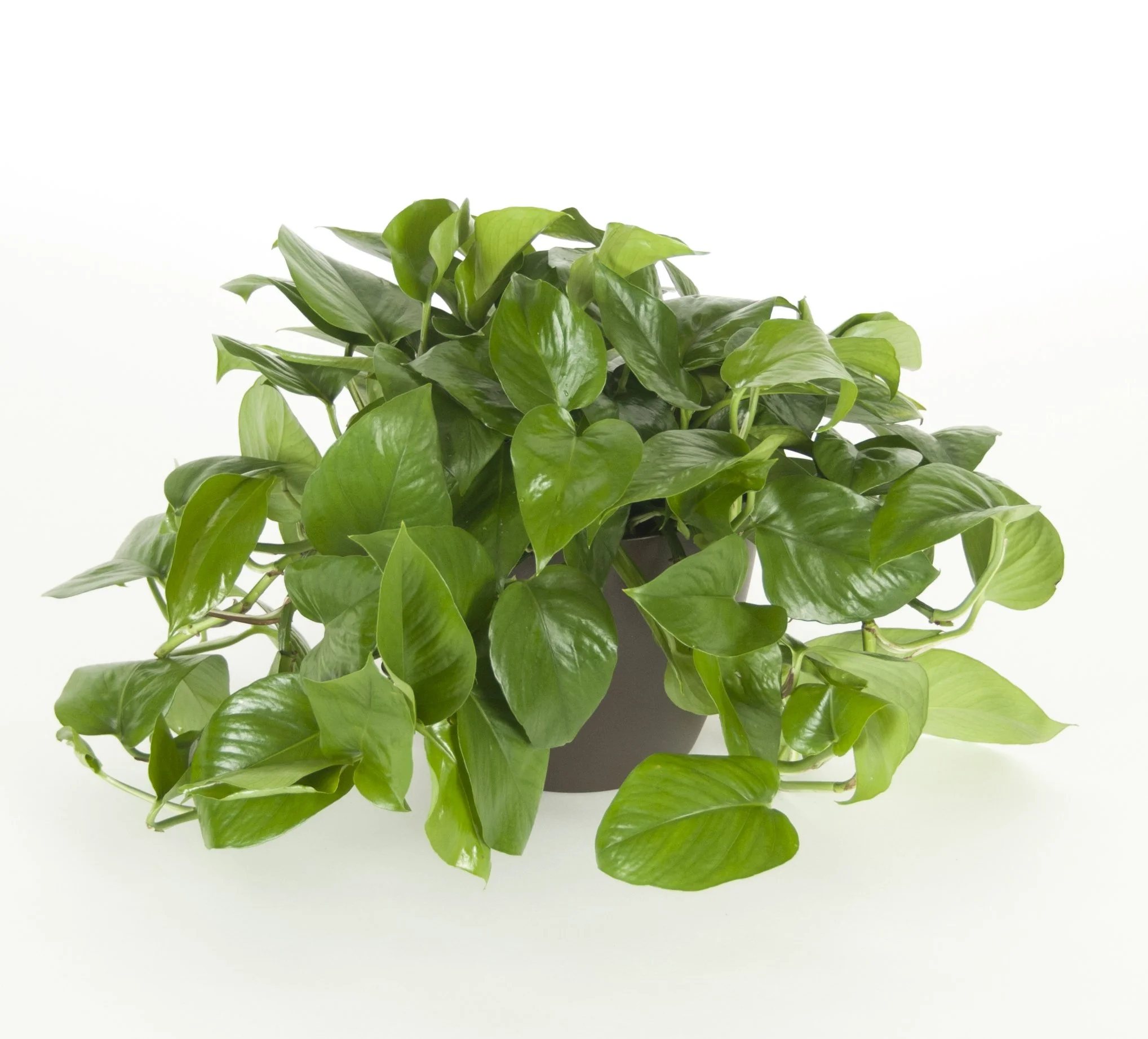 A lush green potted plant with broad, glossy leaves on a white background.