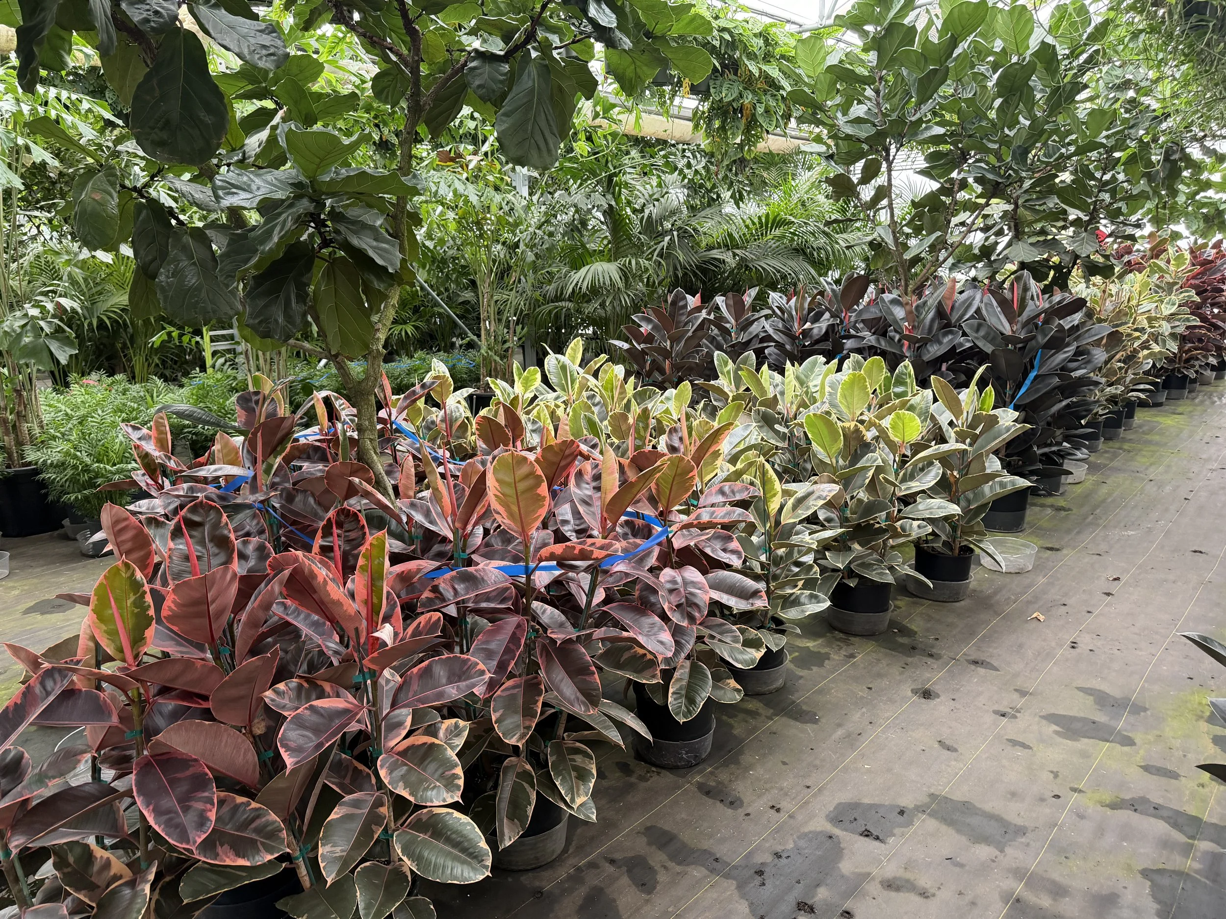 Various potted plants with large green, dark purple, and variegated leaves arranged in a greenhouse aisle.