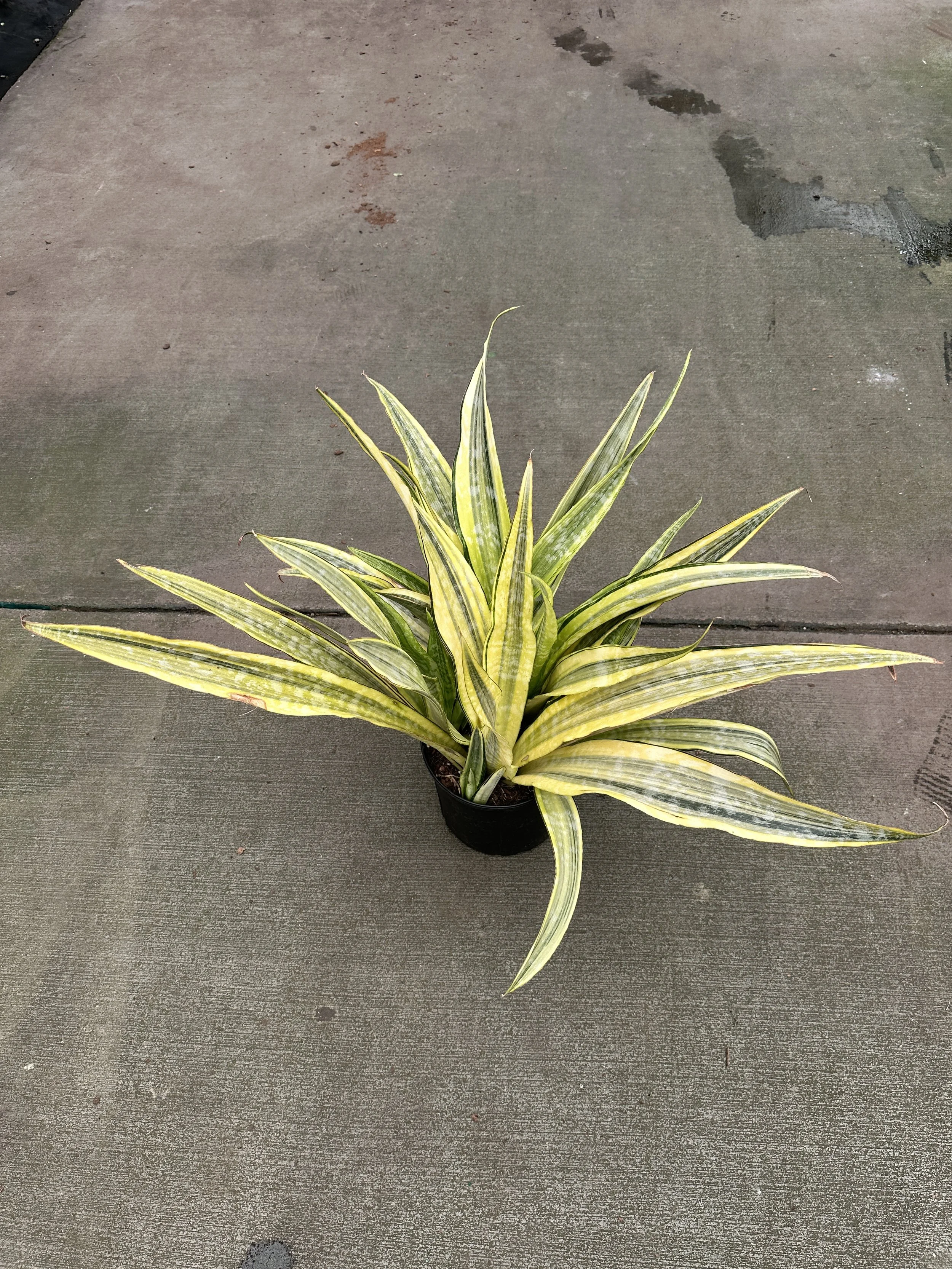 10" sansevieria Lauren - $48.15
