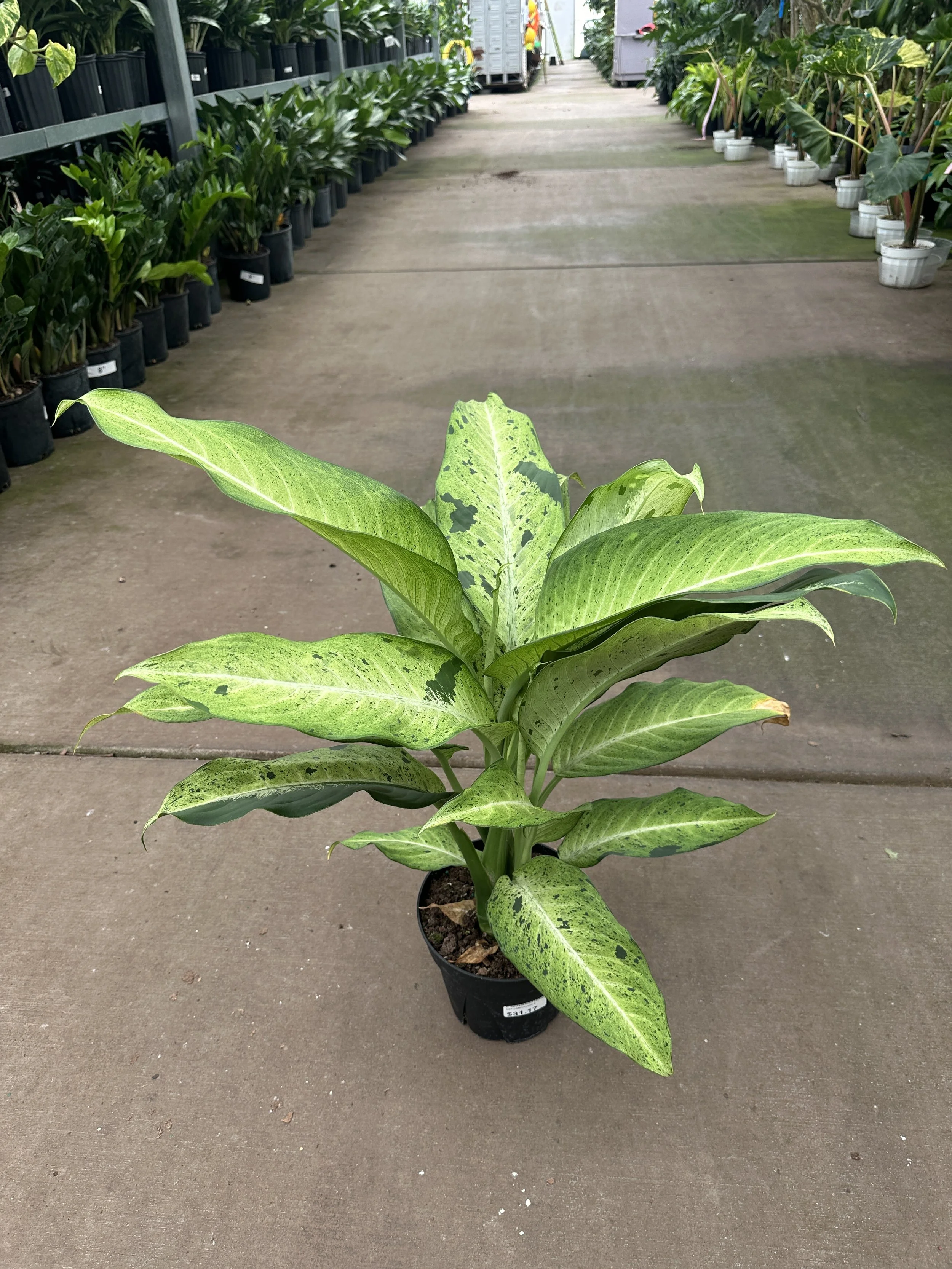 8" dieffenbachia camouflage - $31.17