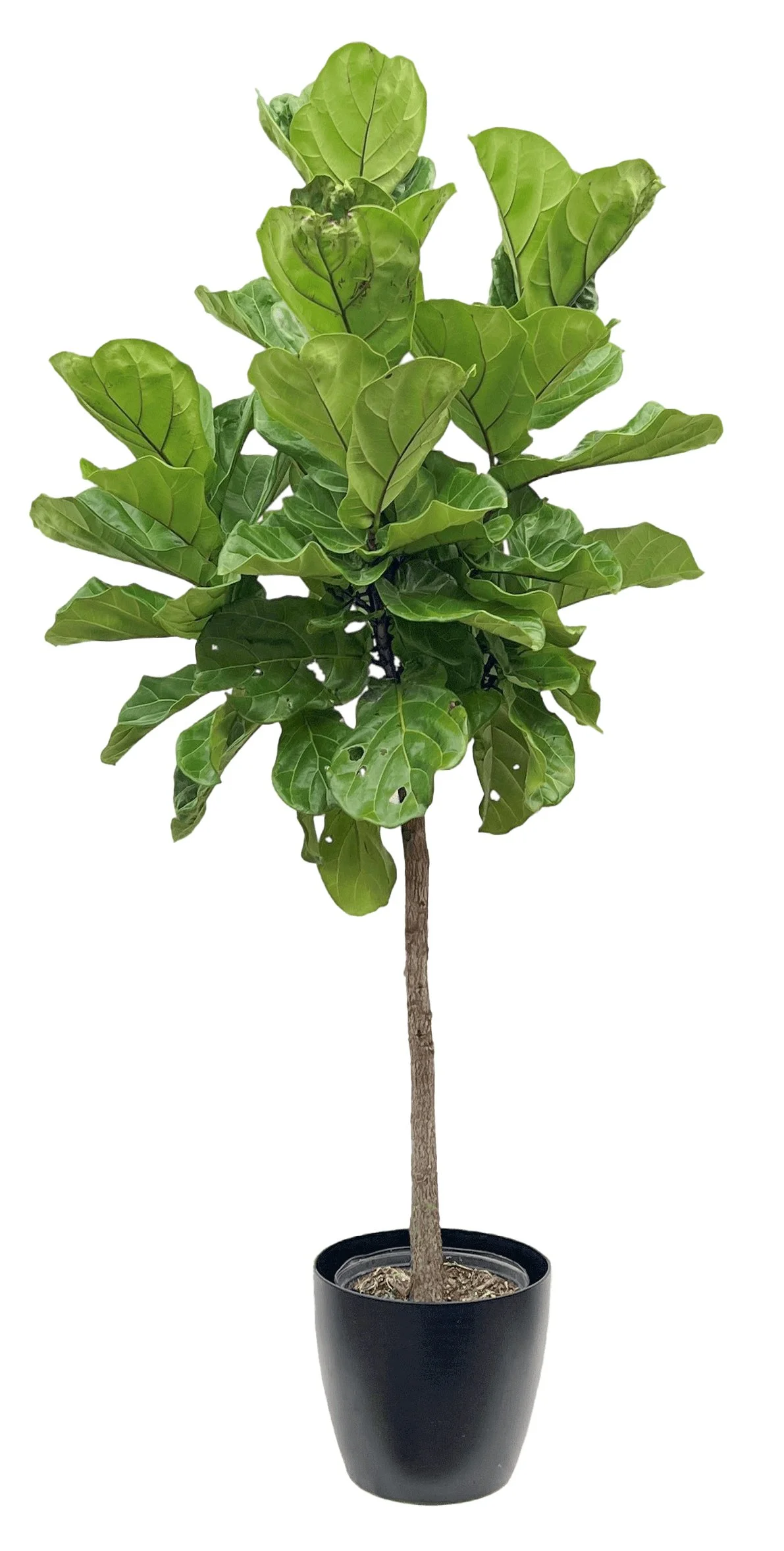 A tall potted indoor plant with large green leaves in a black container.
