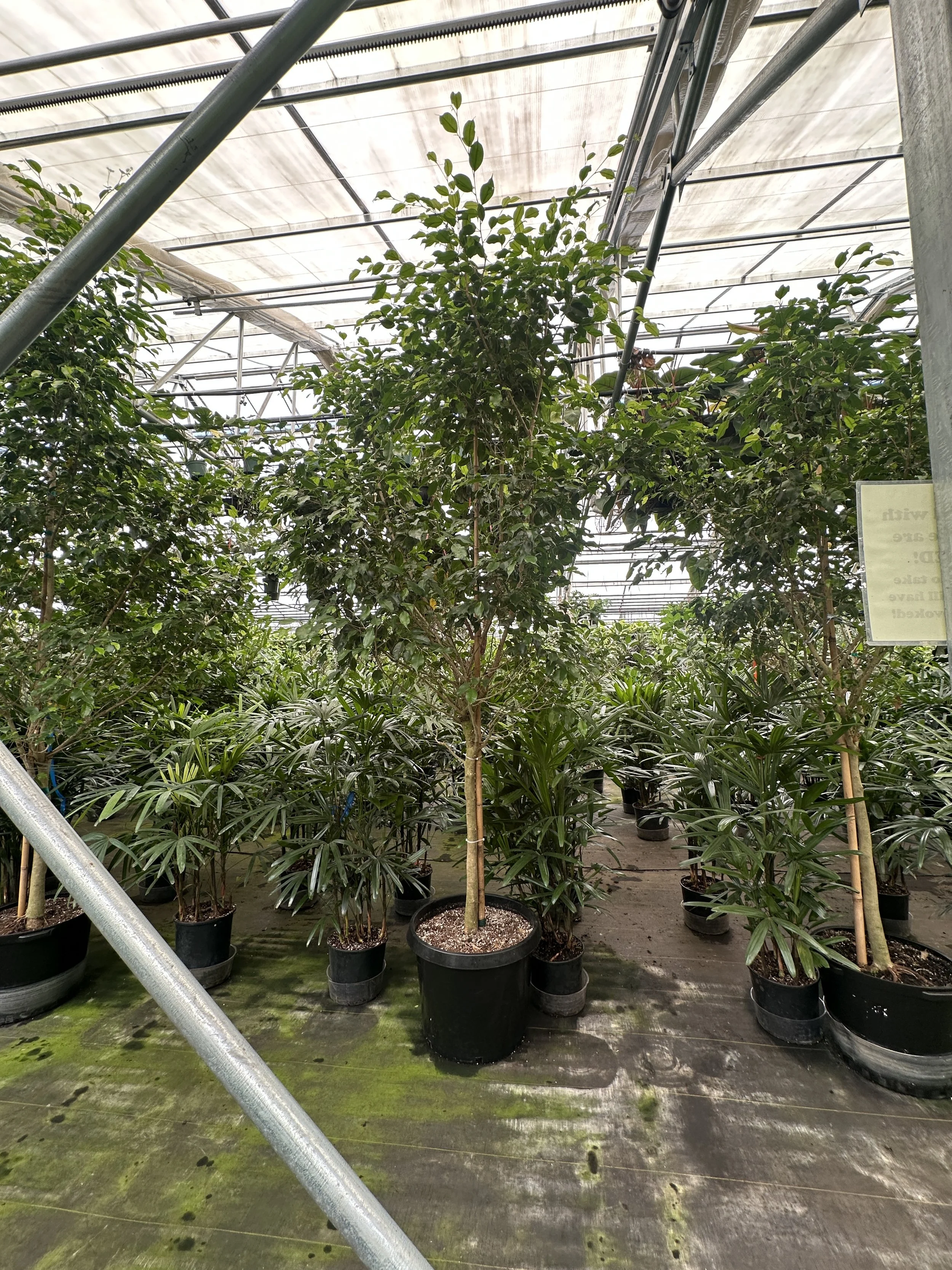 17" ficus benjamina 8' - $502.70