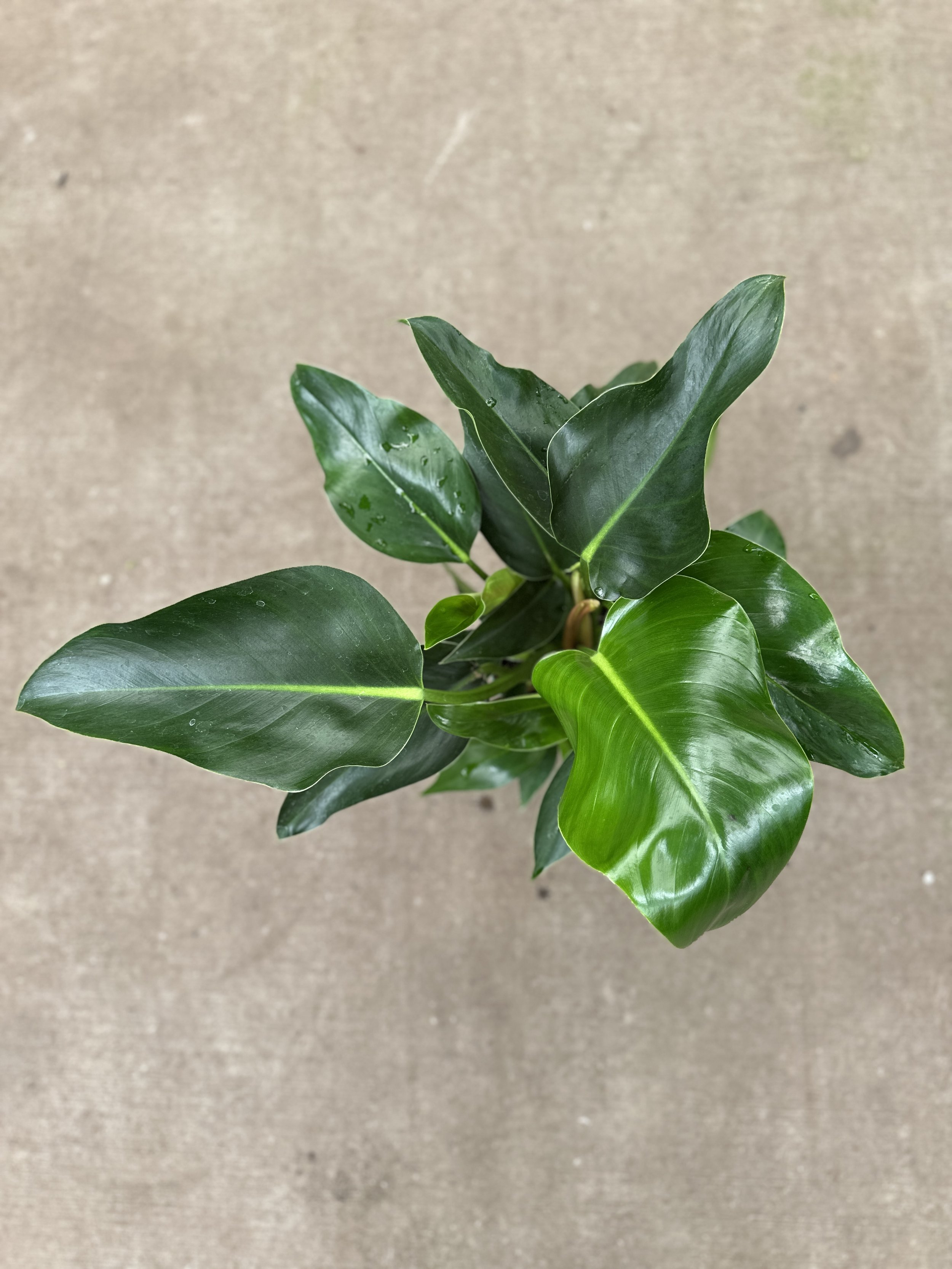 6" philodendron Congo green - $13.58