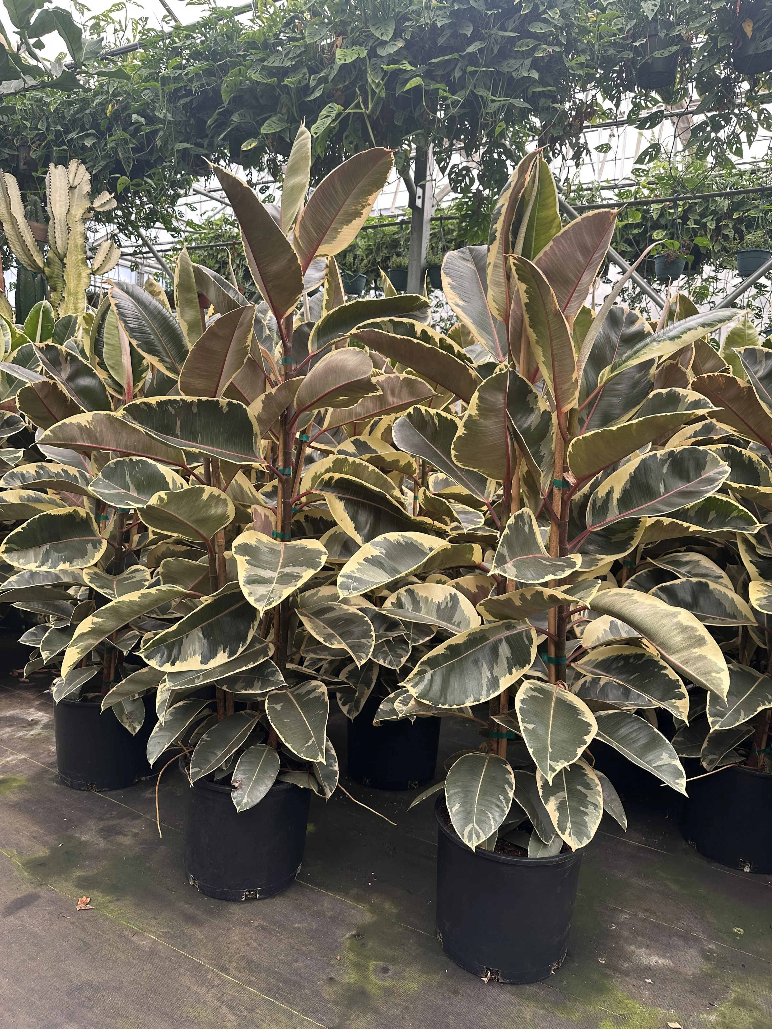 14" ficus decora tineke 5-6'- $124.04