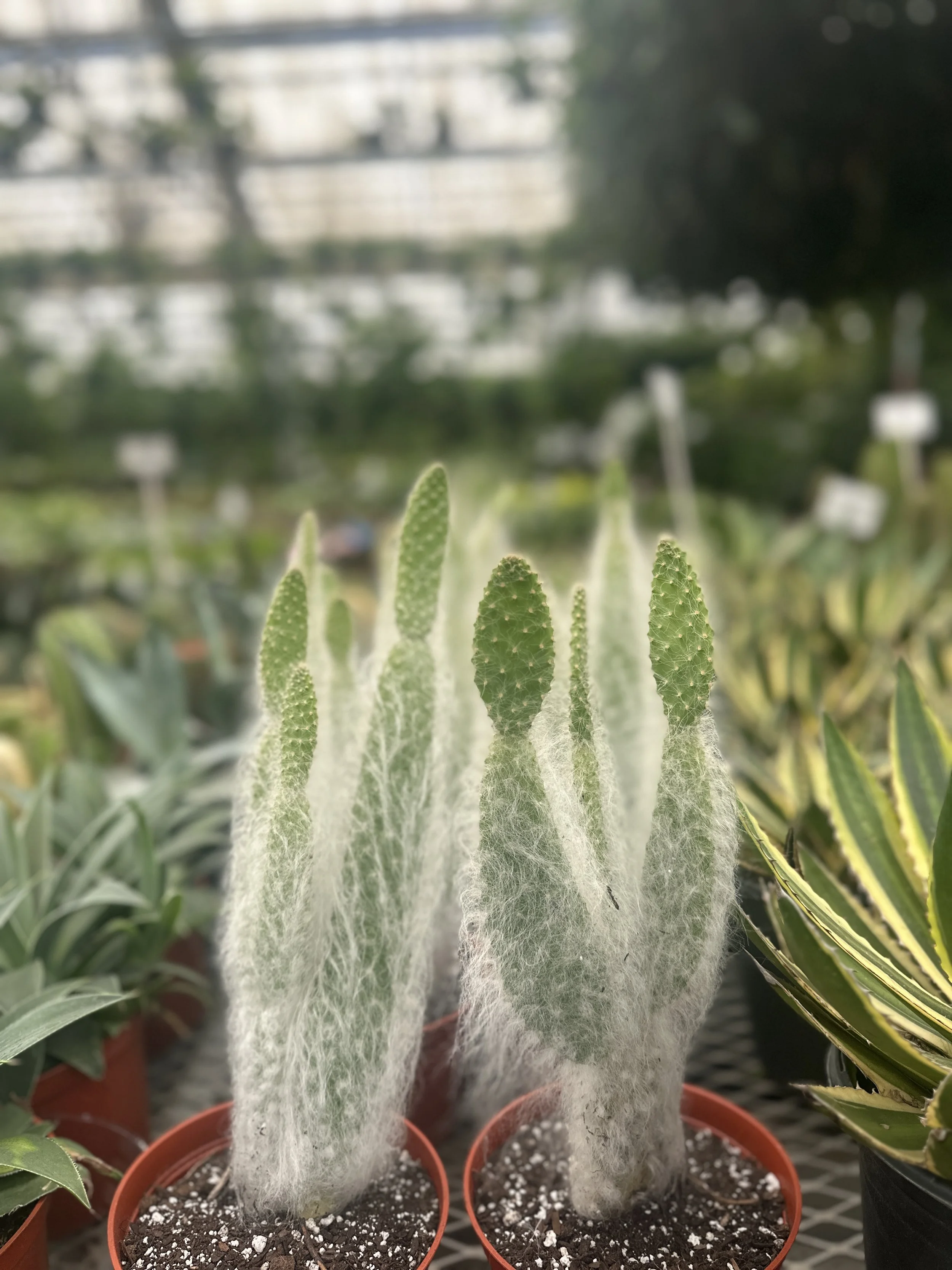 6" opuntia paliana -$11.58
