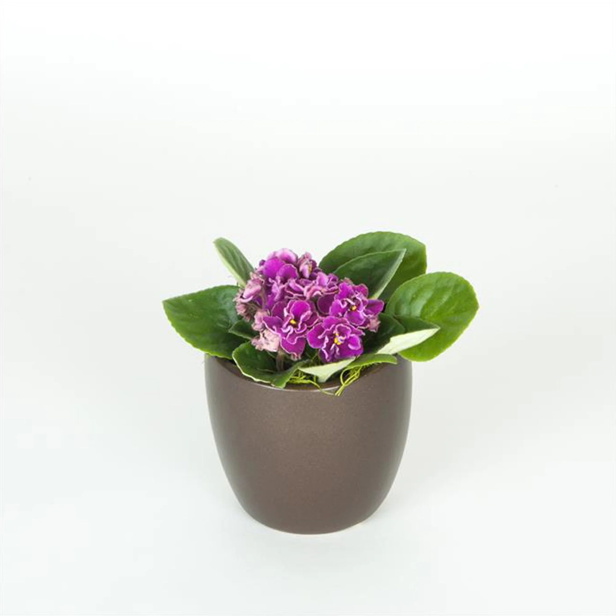 A potted African violets plant with purple flowers and green leaves on a white background.