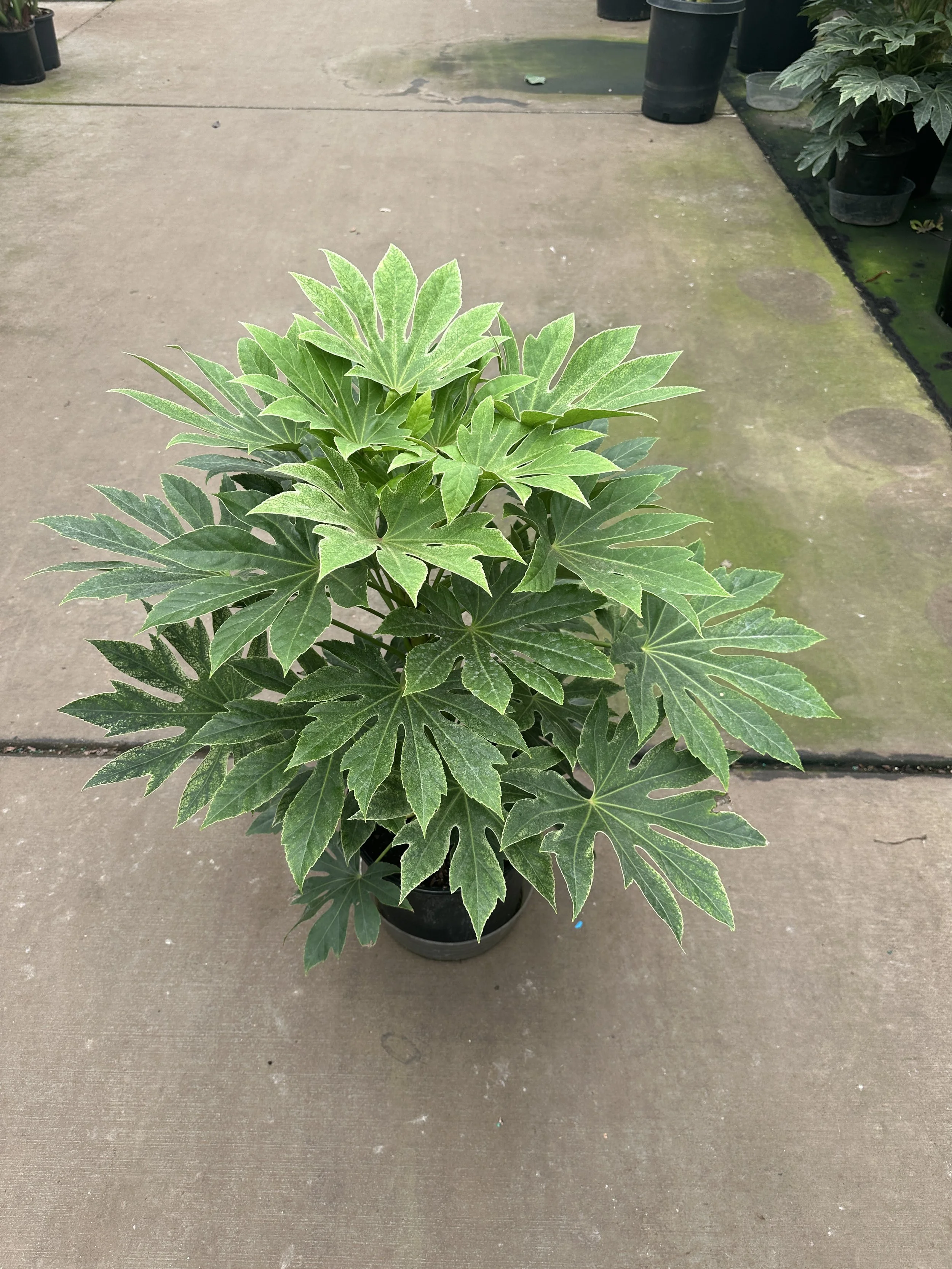 10" fatsia spider web- $38.50