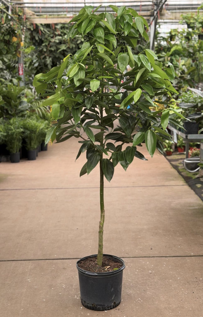 14" cinnamon tree -$138.90