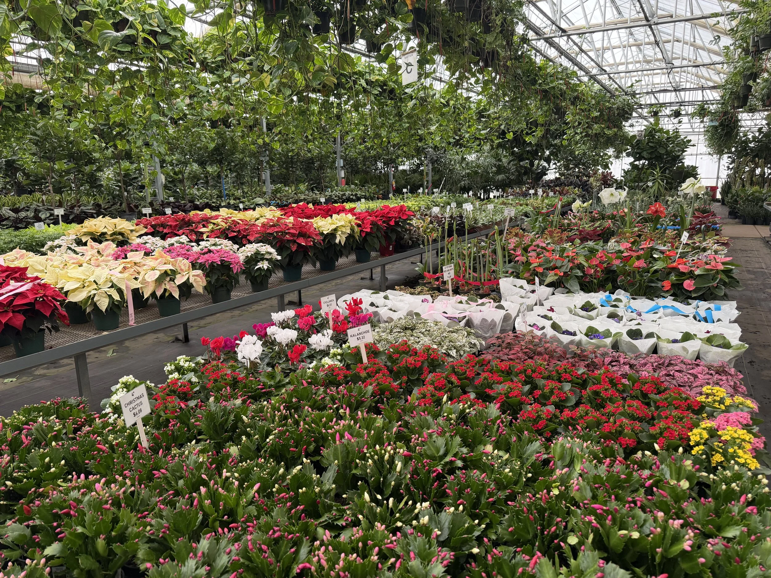 Inside a greenhouse with various colorful potted plants and flowers on display. There are signs with plant names and prices, with lush green foliage and a clear glass ceiling overhead.