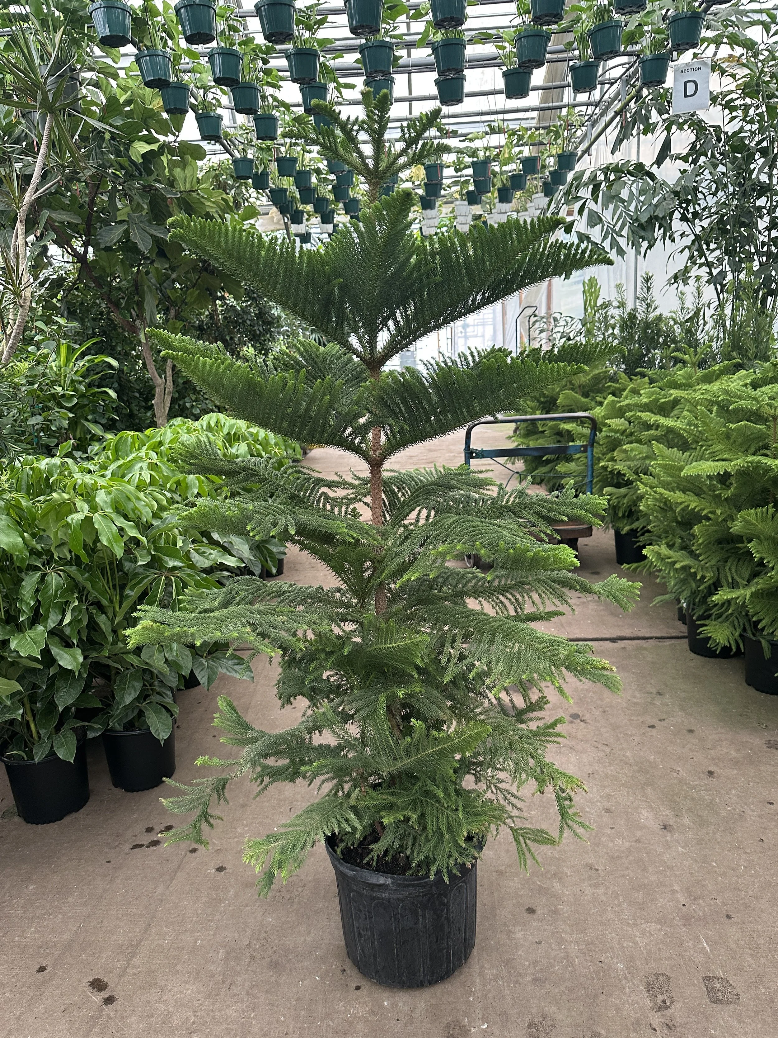 14" norfolk pine - $143.18