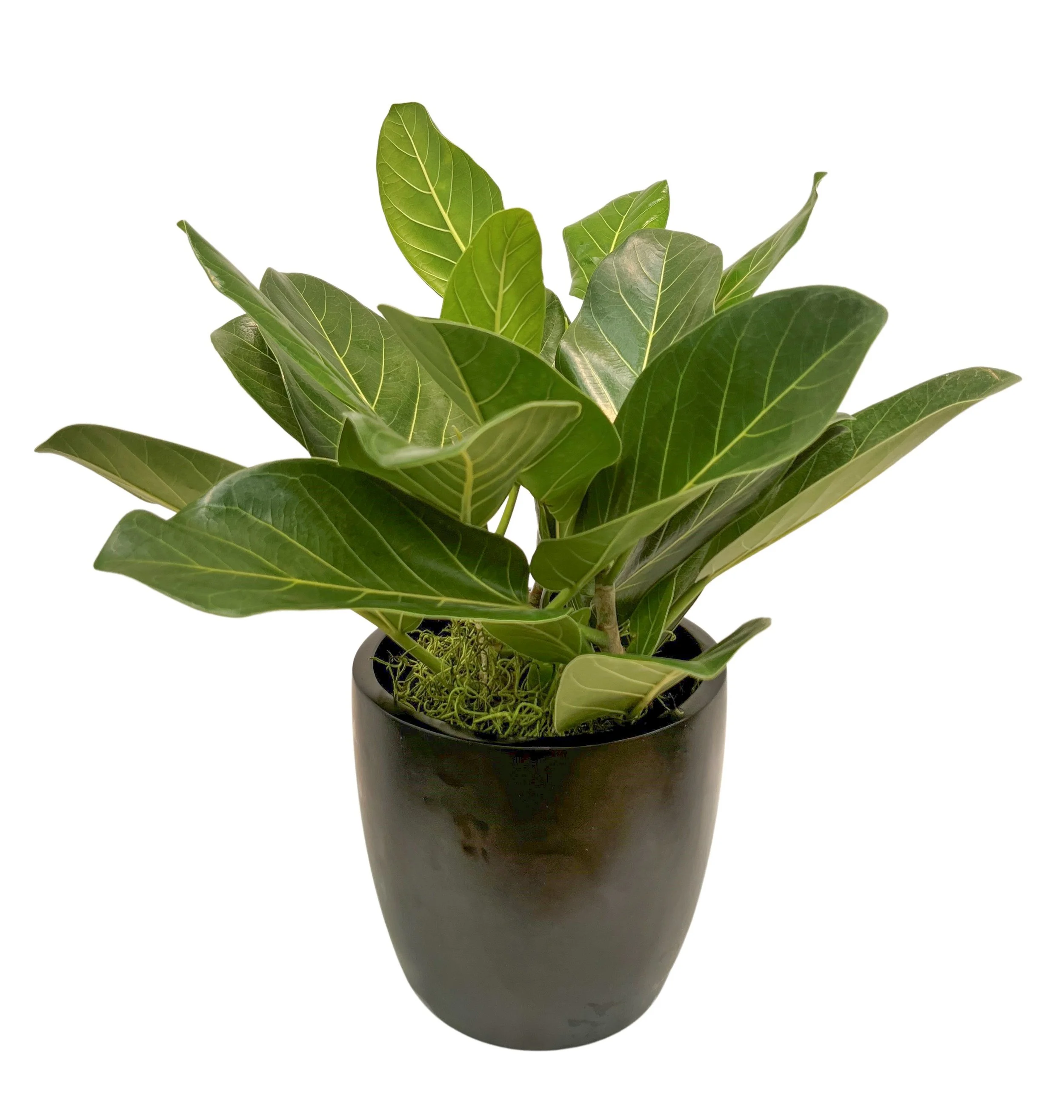 A potted plant with large green leaves against a white background.