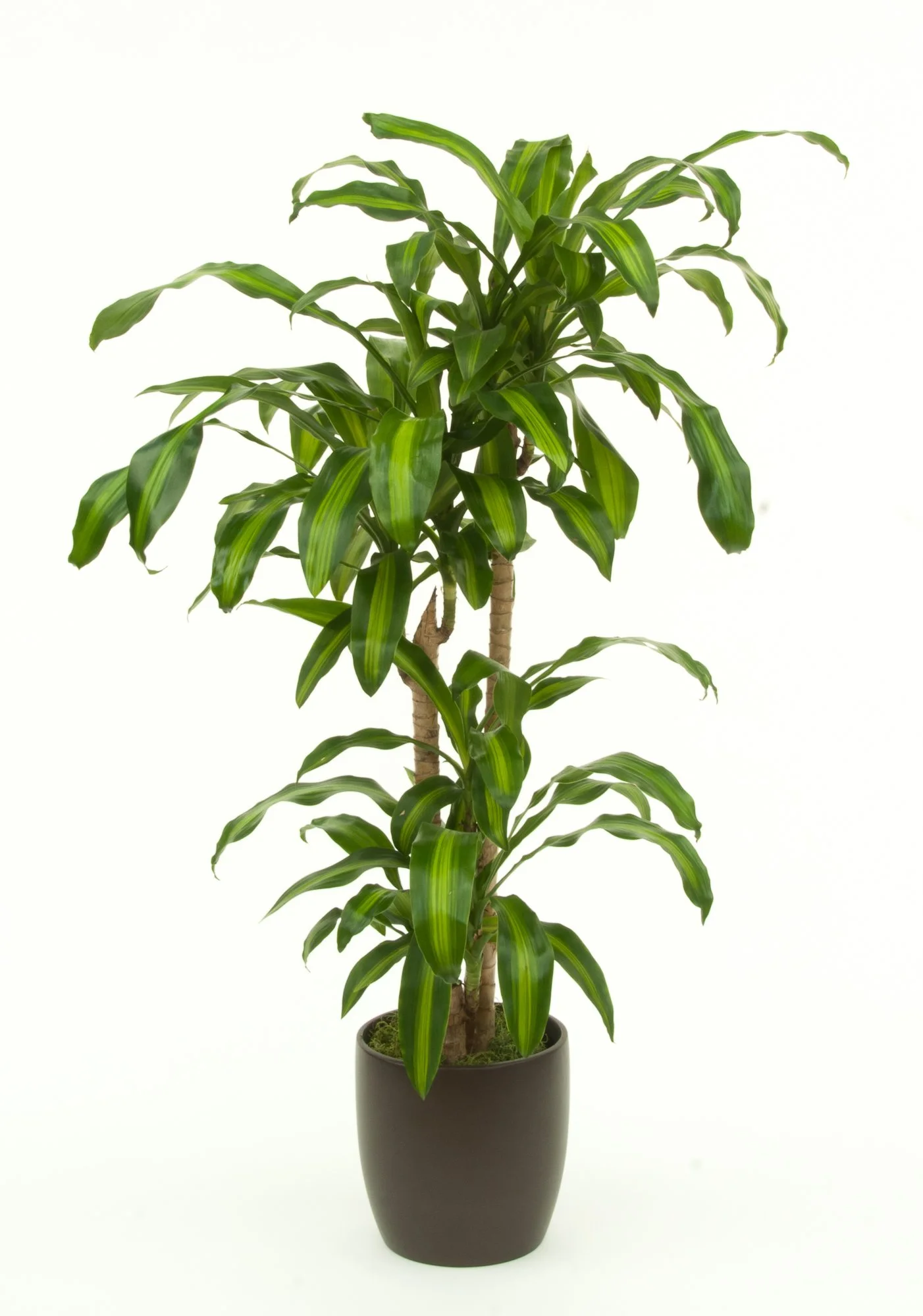 An indoor potted plant with long, green, arched leaves on a white background.
