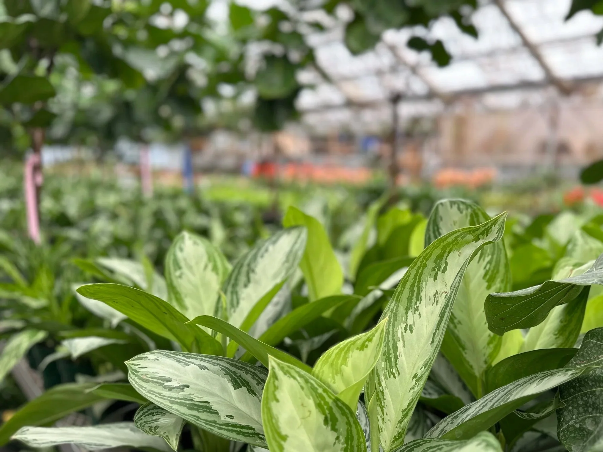 Close-up of green variegated leaves of a houseplant in a nursery or greenhouse. The background shows blurred foliage and structural elements of the greenhouse.