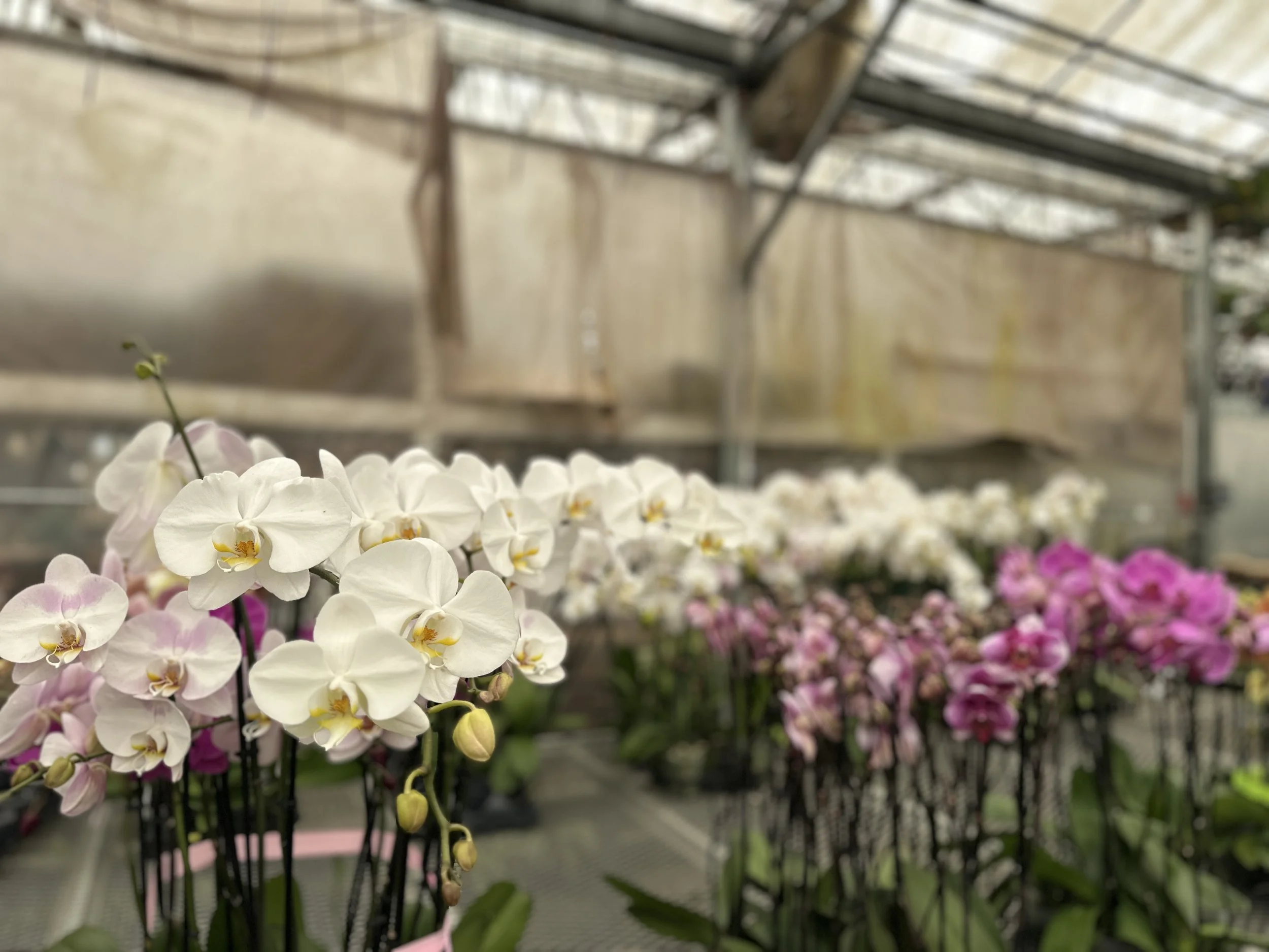 Close-up of white orchids with yellow centers in a greenhouse or floral shop, with pink orchids visible in the background.