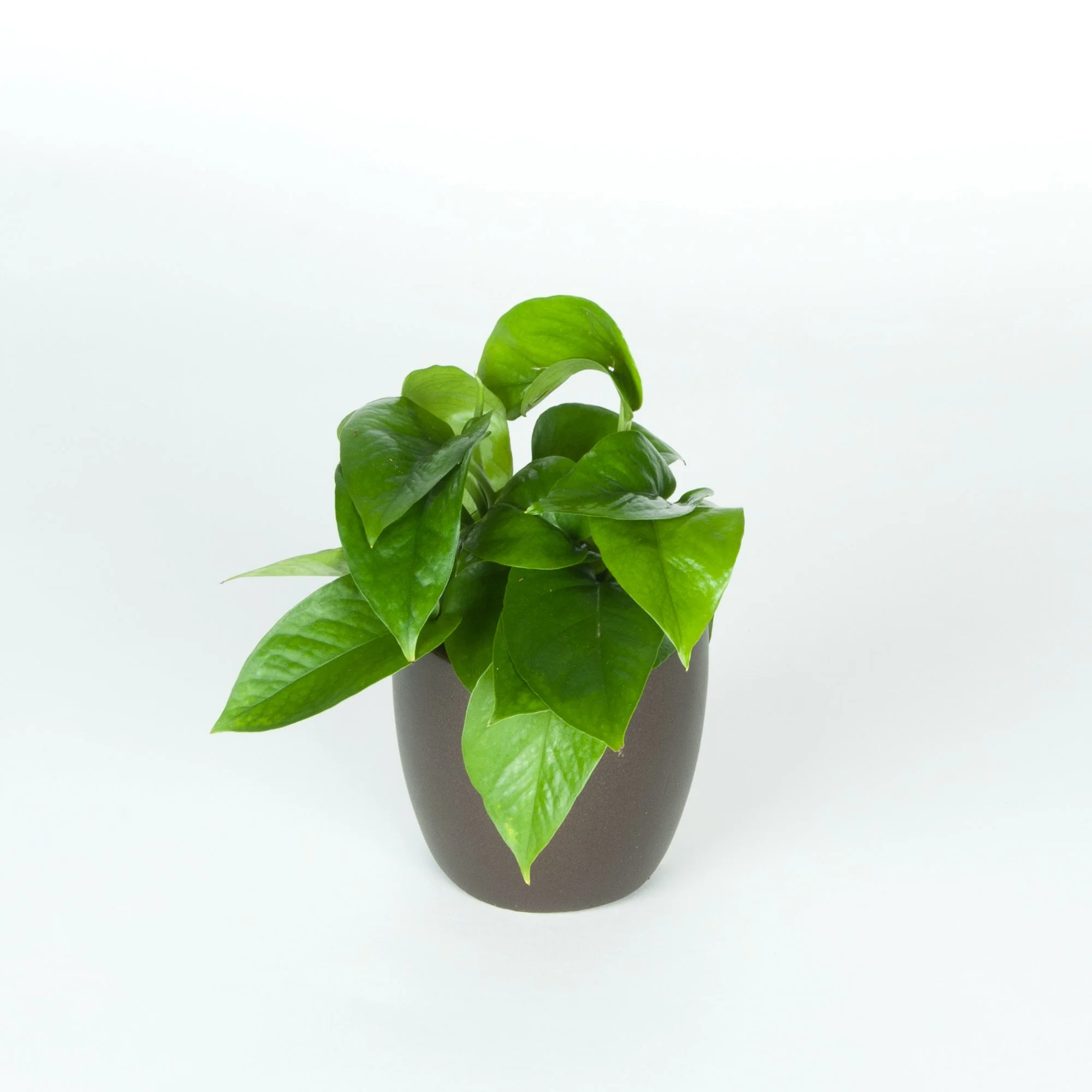 A potted green leafy plant with large smooth leaves against a plain white background.