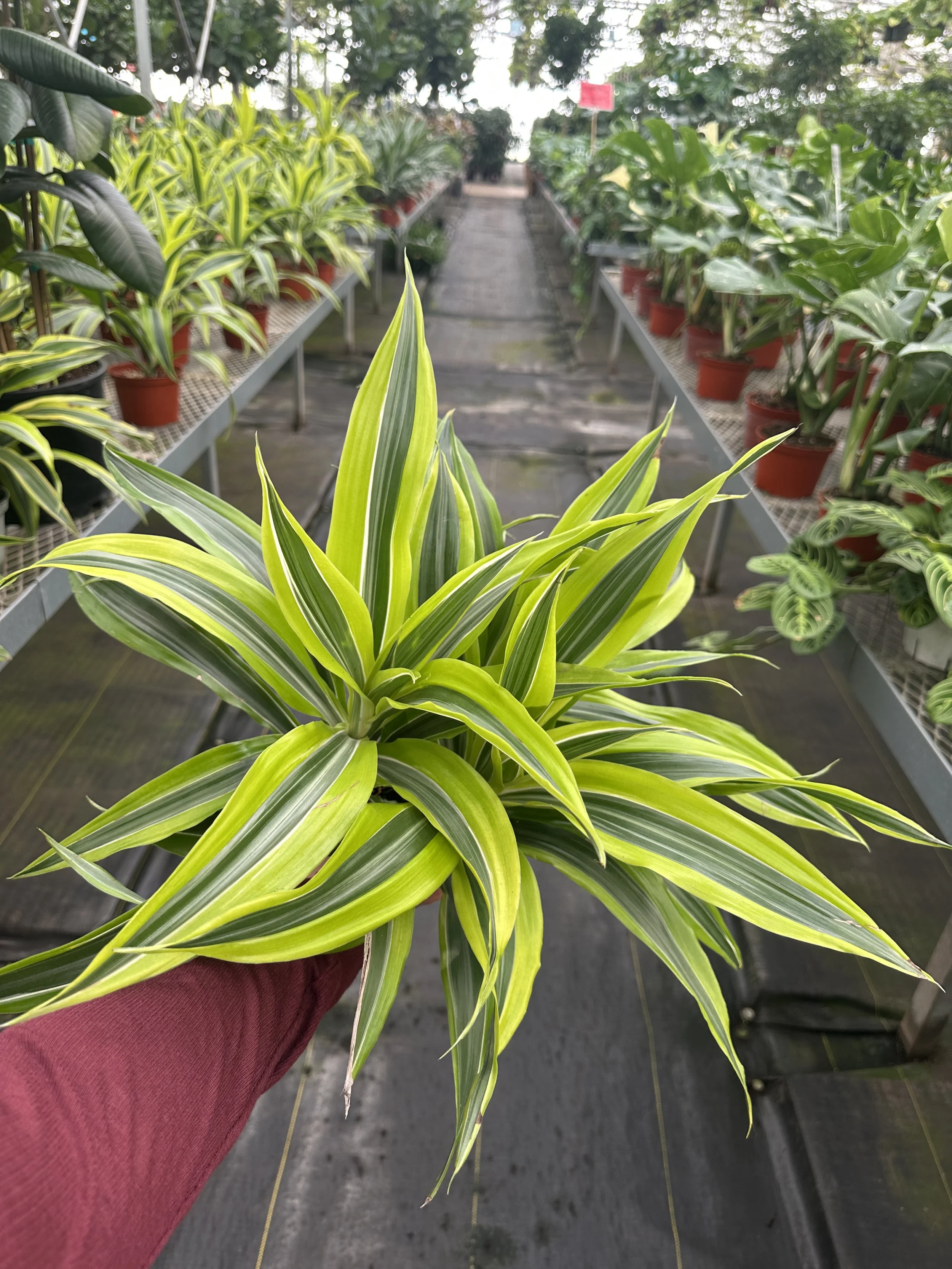 6" dracaena lemon lime - $10.25