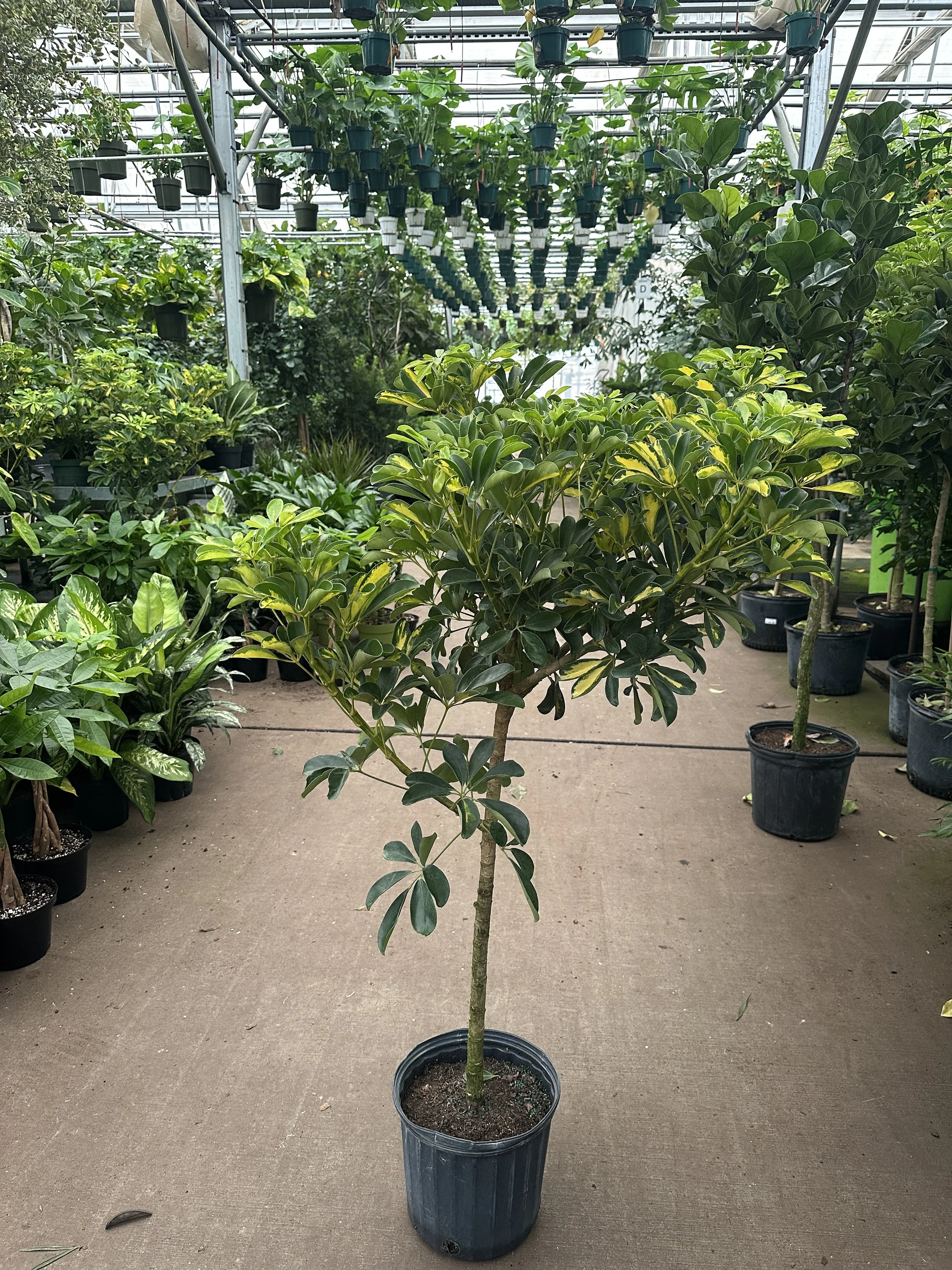 10" schefflera arboricola variegated standard - $45.73