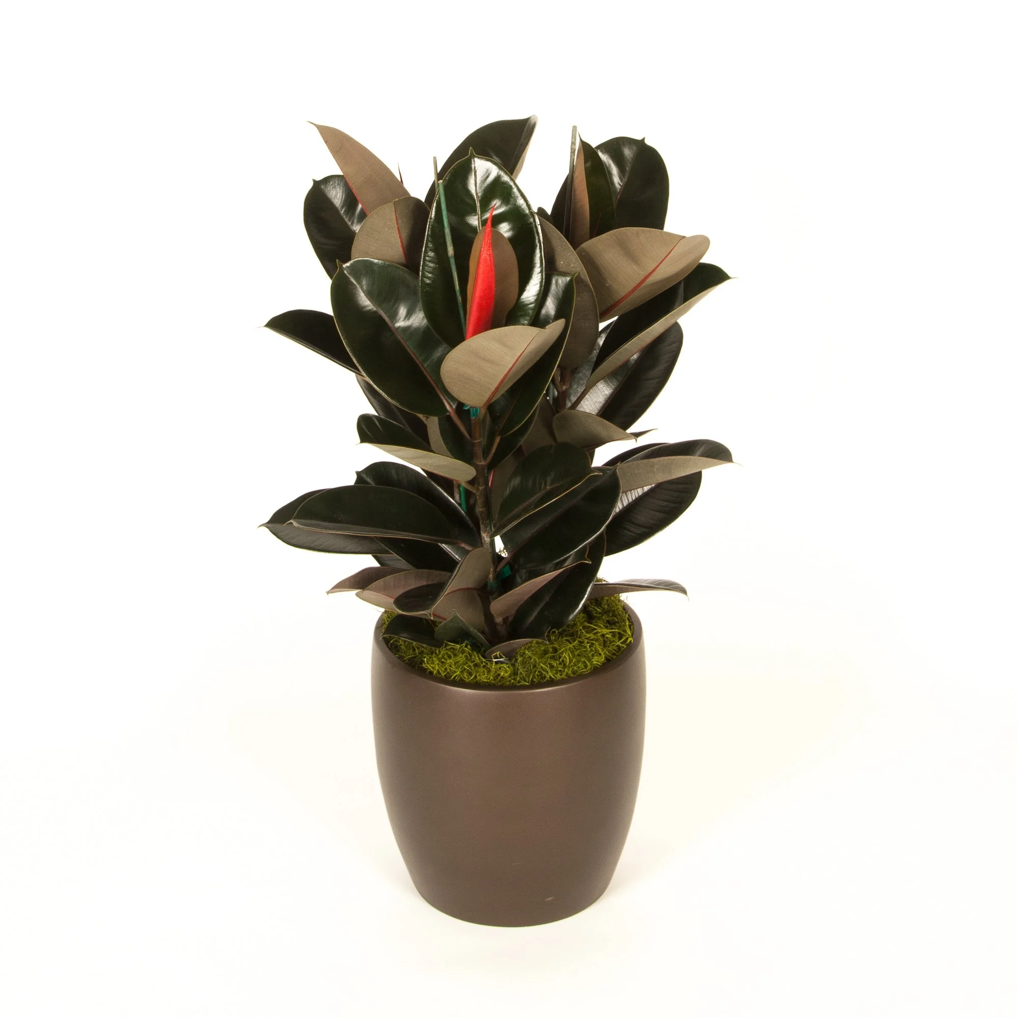 A potted plant with large dark green and red-tinted leaves, set inside a brown ceramic vase on a white background.