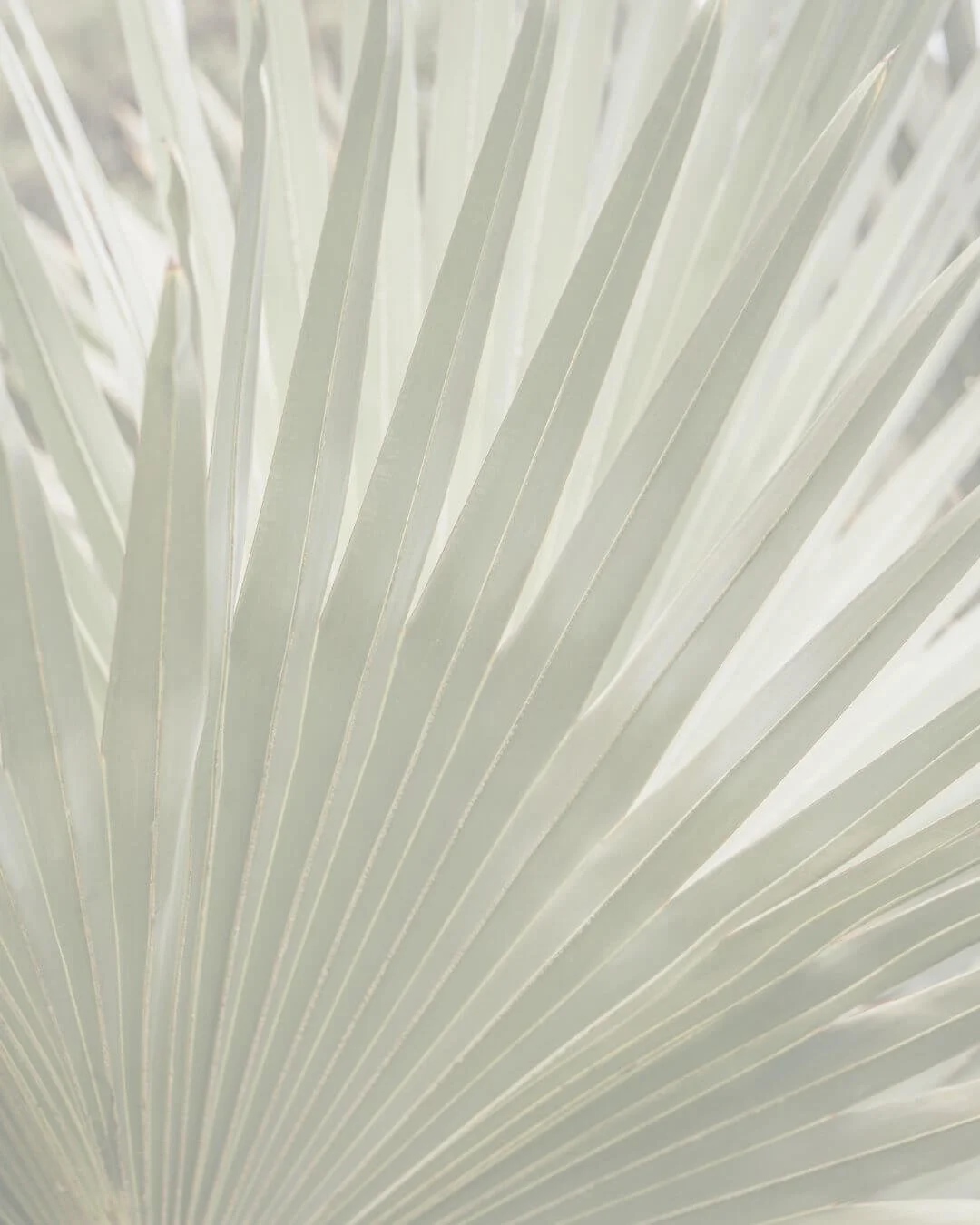 Close-up of white palm fronds with linear veins radiating from the center.