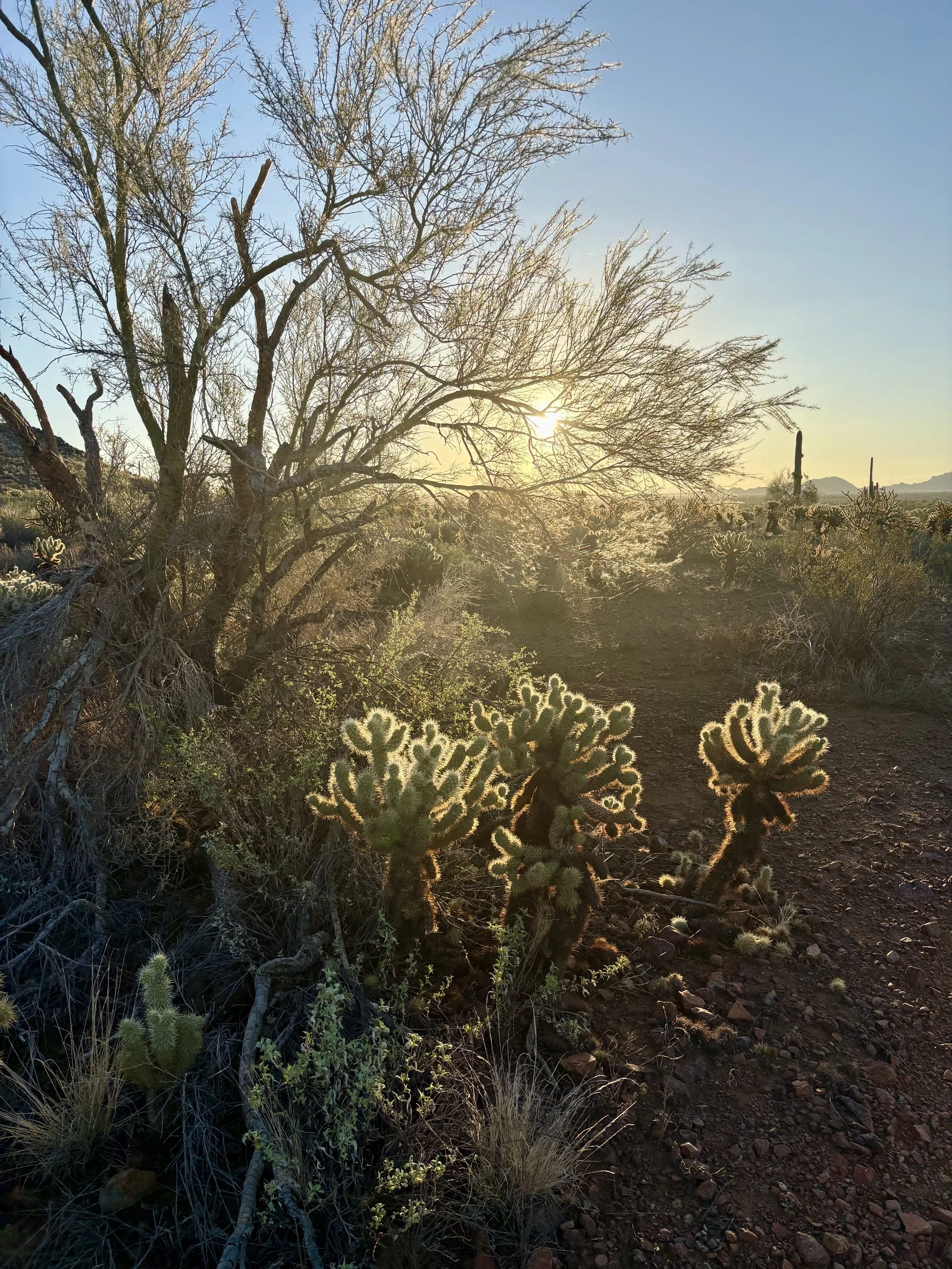 Desert landscape at sunset with a tree in the foreground, numerous cacti, and distant mountains.