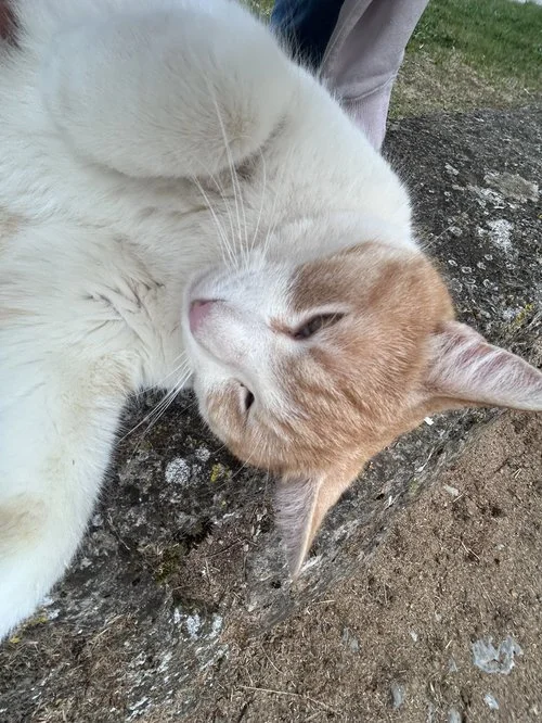 orange white cat resting outdoors closeup.jpeg