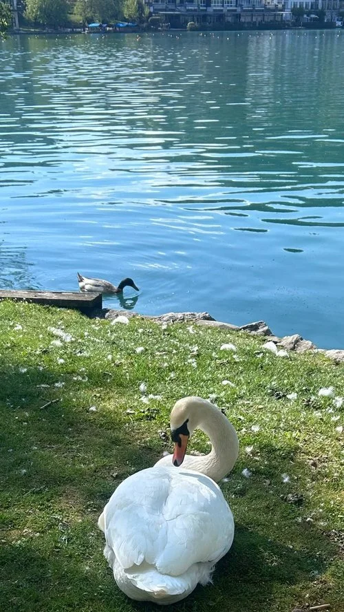 white swan lakeside turquoise water.jpg
