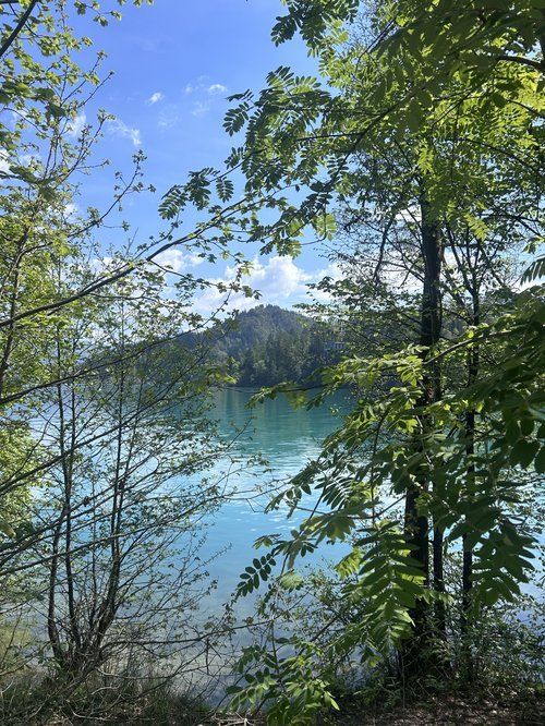 spring lake view through green forest trees.jpeg