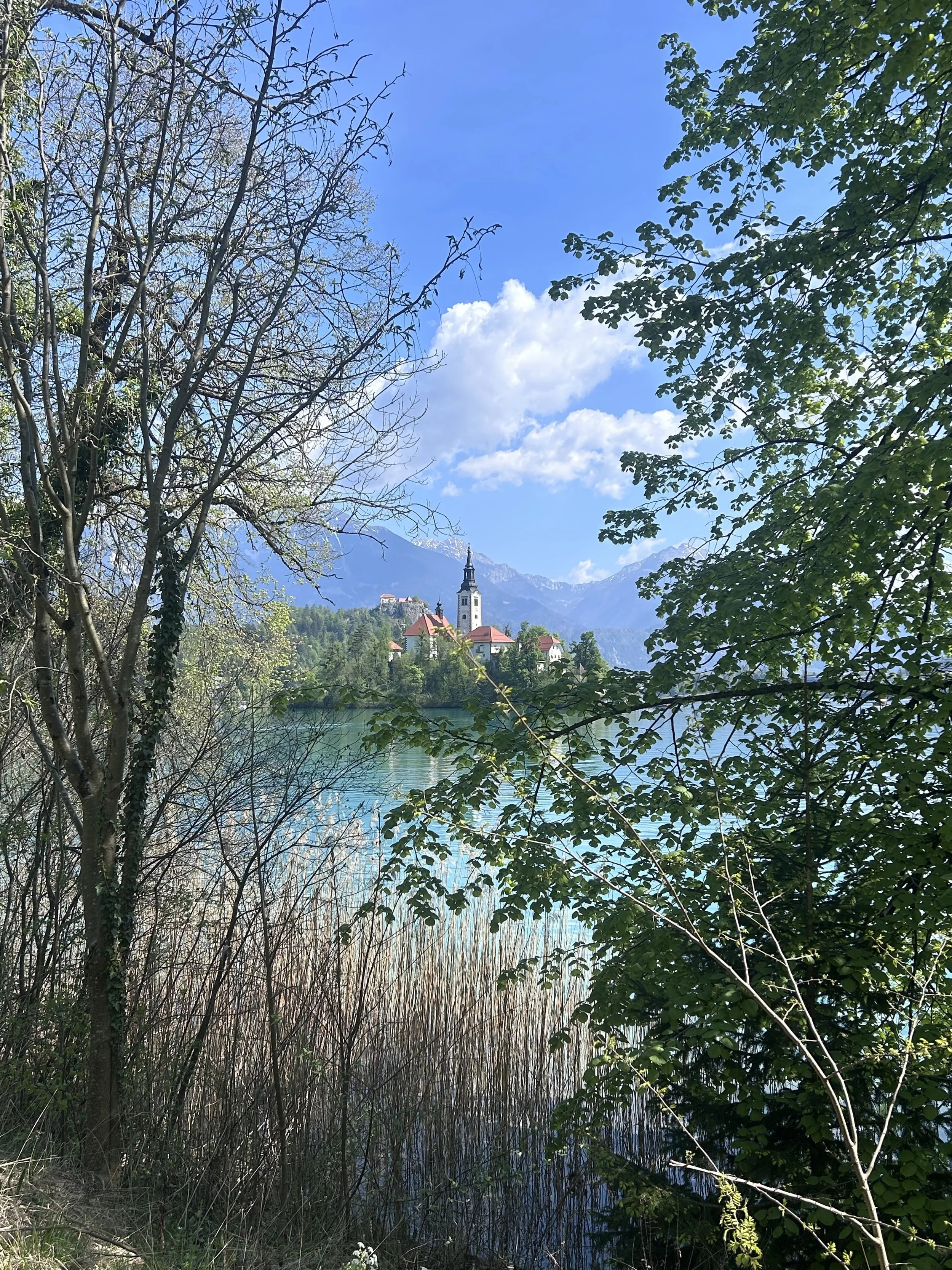 Bled Island Through the Trees