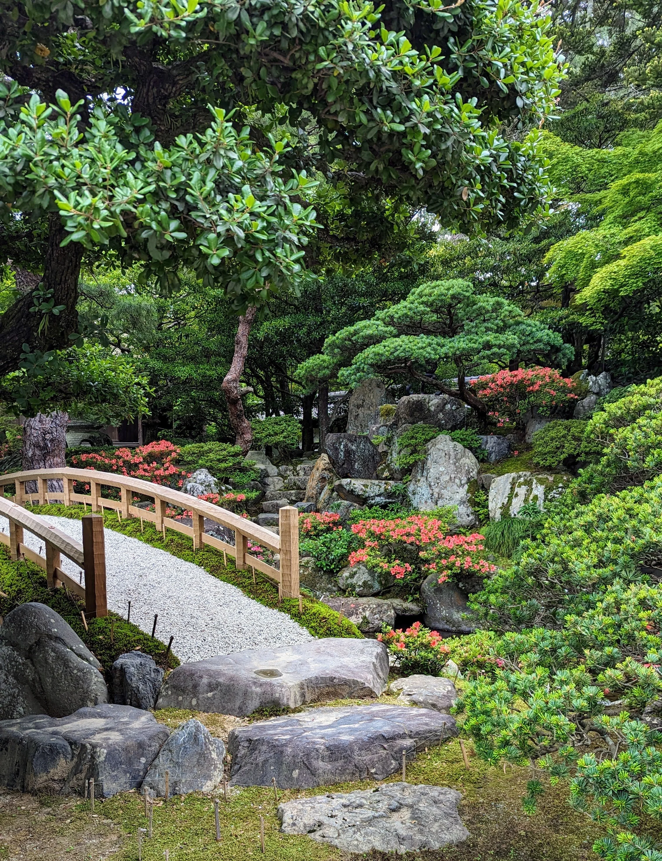 A peaceful Japanese garden with a curving gravel pathway bordered by a wooden fence, surrounded by lush green bushes, trees, and rocks, with pink flowers blooming in the garden.