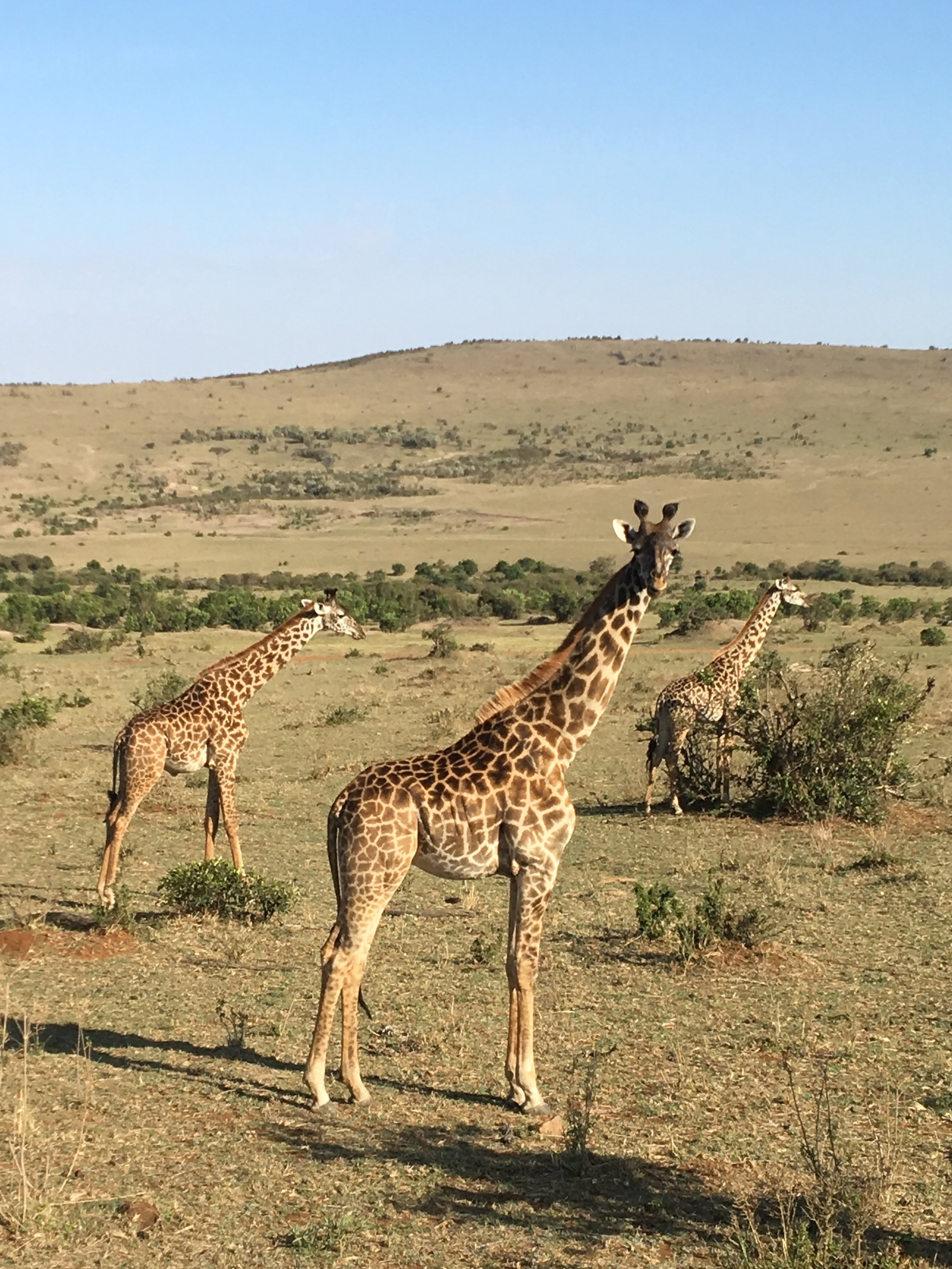 Four giraffes standing on grassland in a savannah with hills and sparse trees in the background.