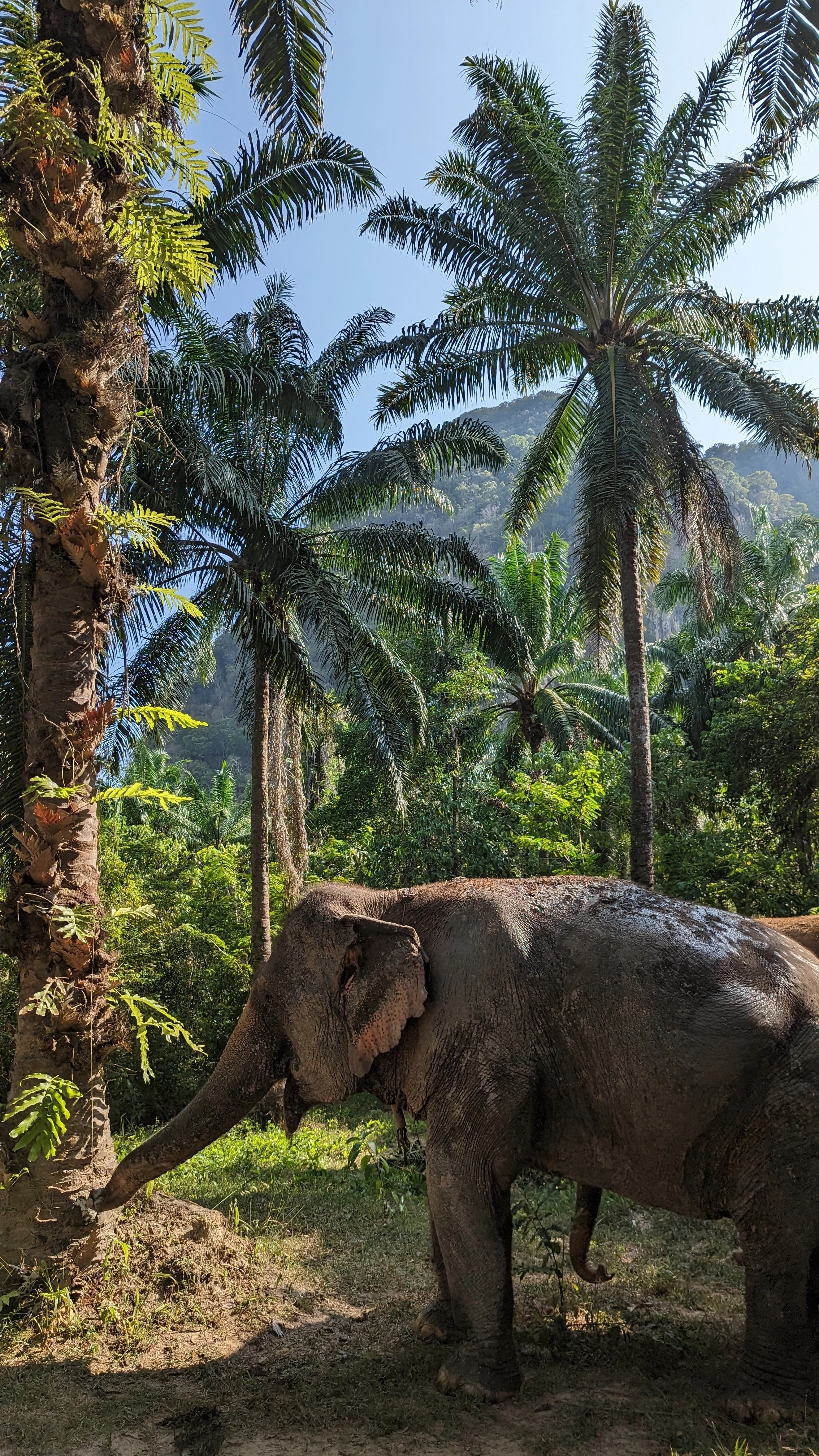 A grey elephant in a lush green jungle, surrounded by tall palm trees and dense foliage, with a mountain hill in the background under clear blue sky.