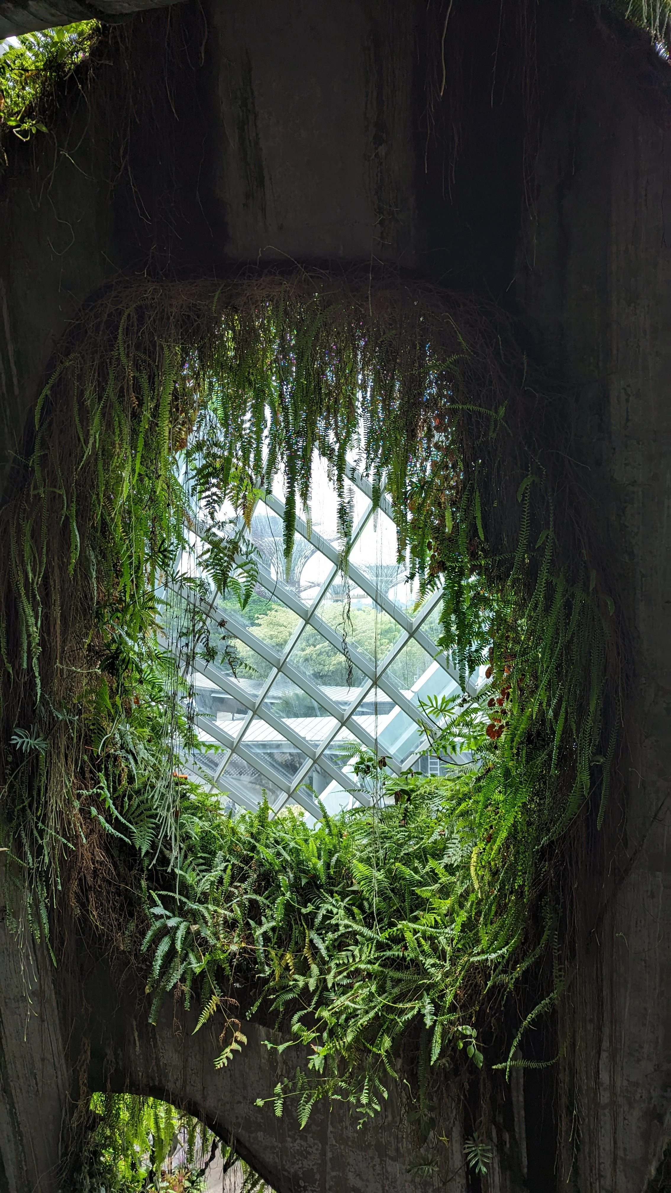A large circular opening surrounded by lush green ferns and plants in front of a modern glass building with a geometric roof structure, seen through the opening.