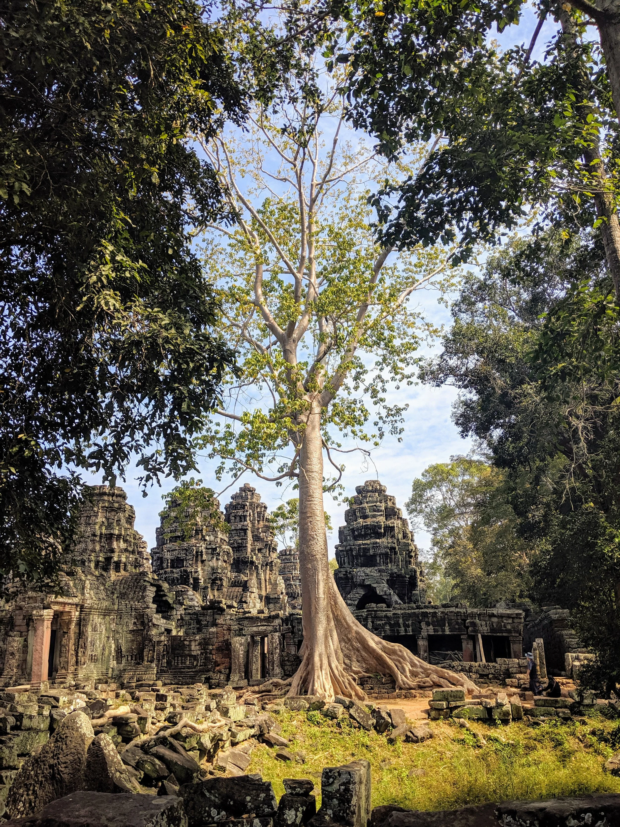 Ancient stone temple ruins surrounded by tall trees with a prominent large tree in the center, roots spread on the ground, under a blue sky with some clouds.