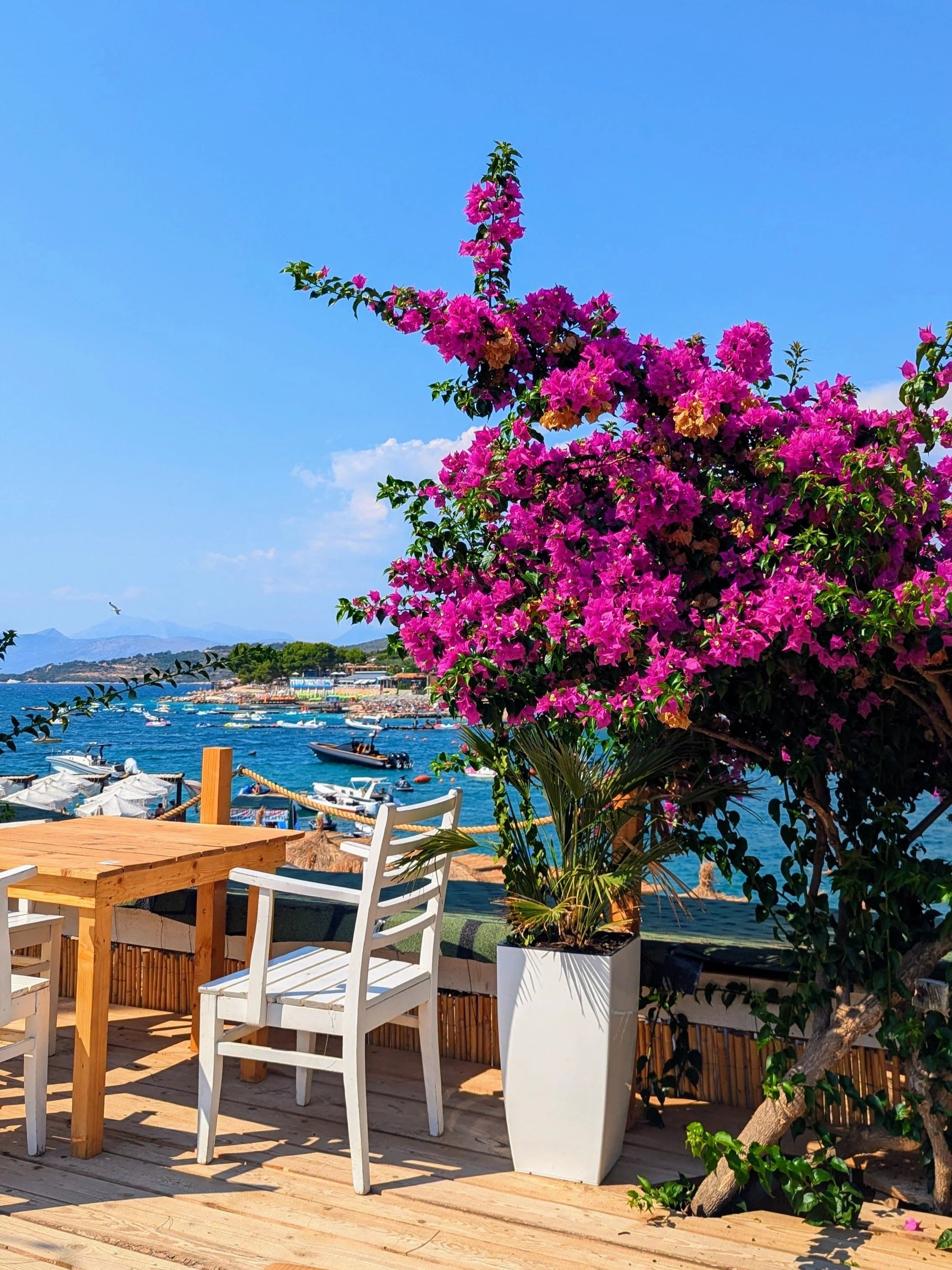 A seaside outdoor seating area with a wooden table and white chairs, a large potted pink bougainvillaea plant, an ocean view with boats, and distant mountains under a blue sky.